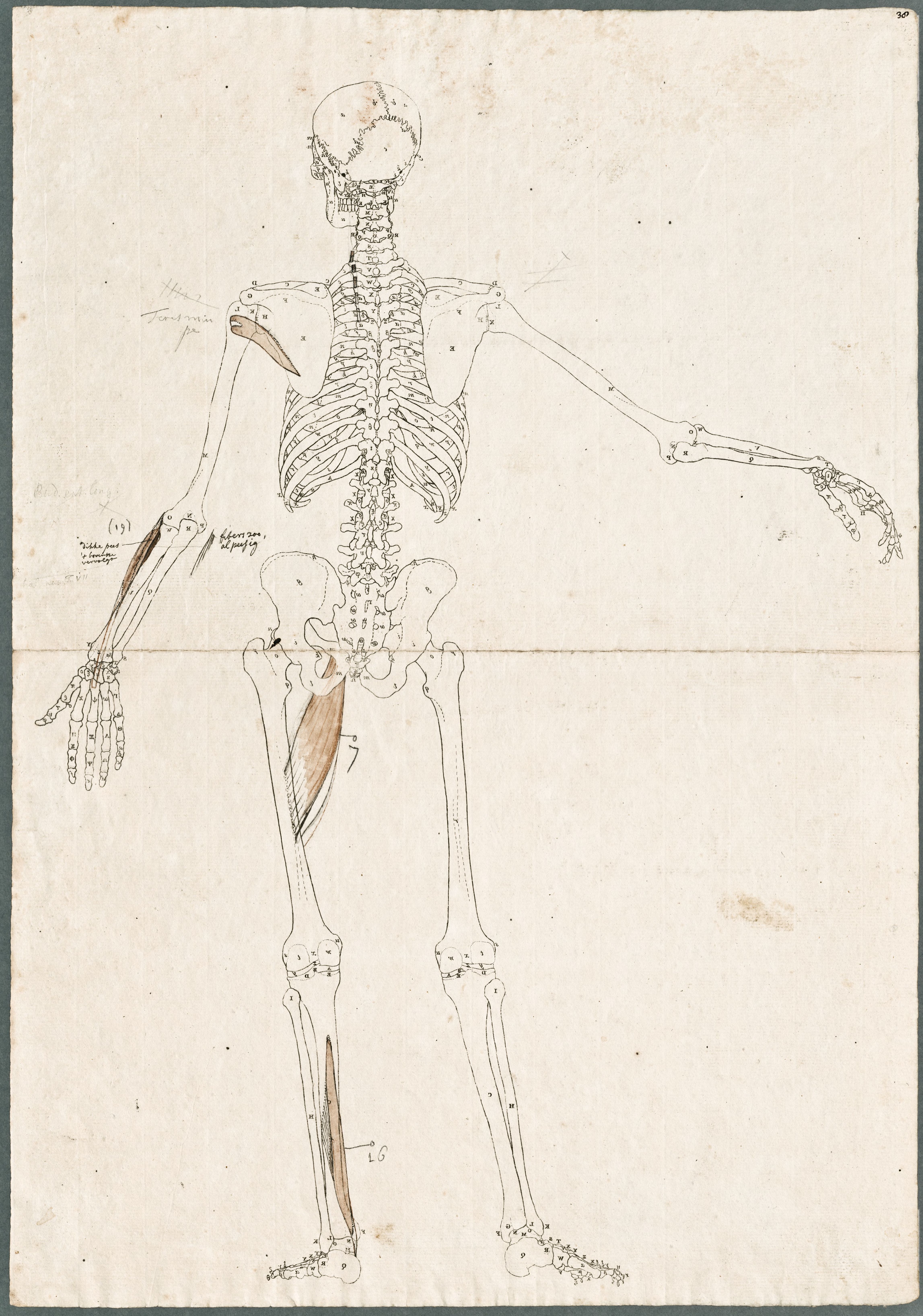 Primae delineationes Tabularum sceleti et musculorum corporis humani: human skeleton with added abdominal muscles of the shoulder, upper leg and arm