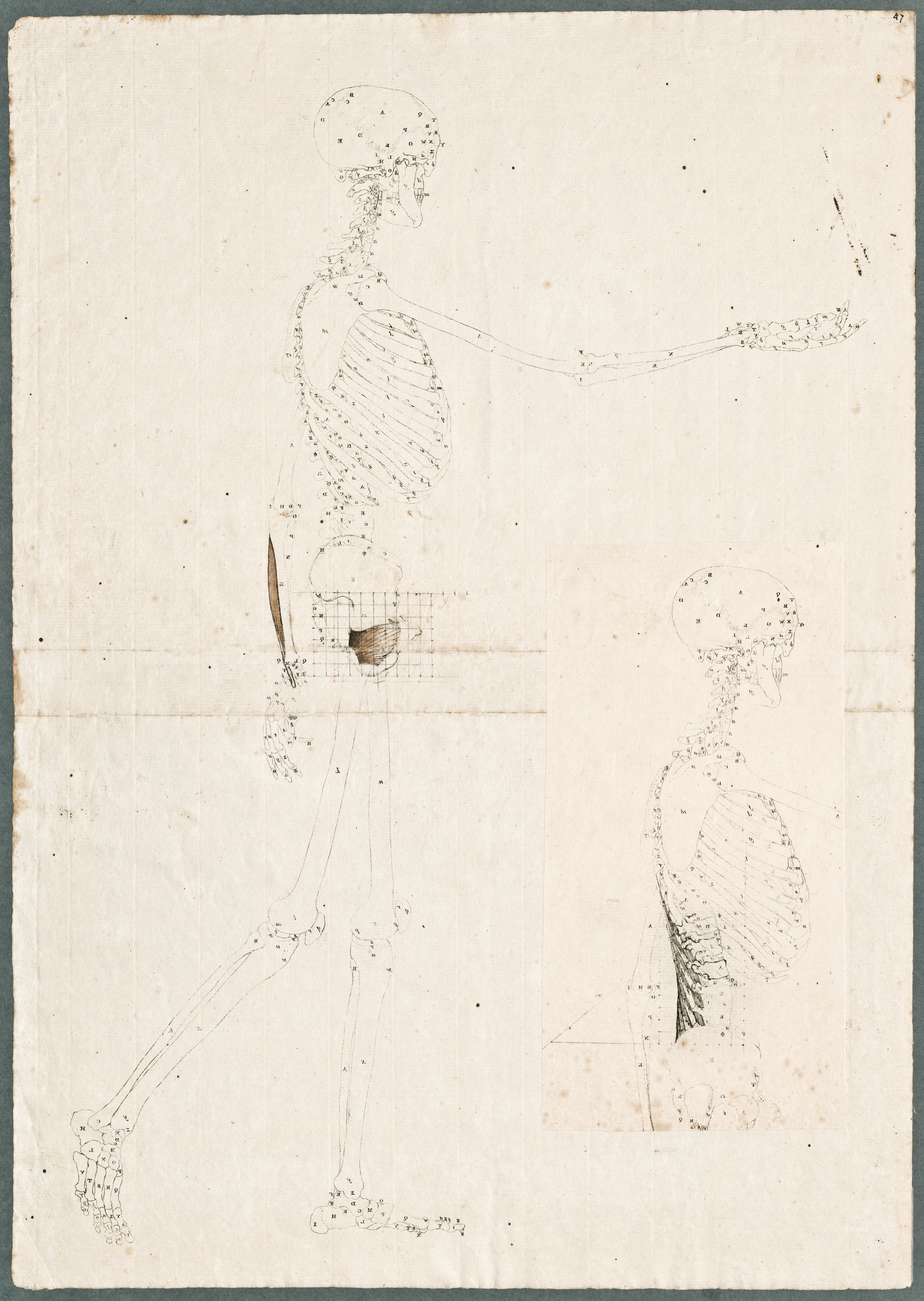 Primae delineationes Tabularum sceleti et musculorum corporis humani: human skeleton with added muscles of the lower arm, pelvis and back