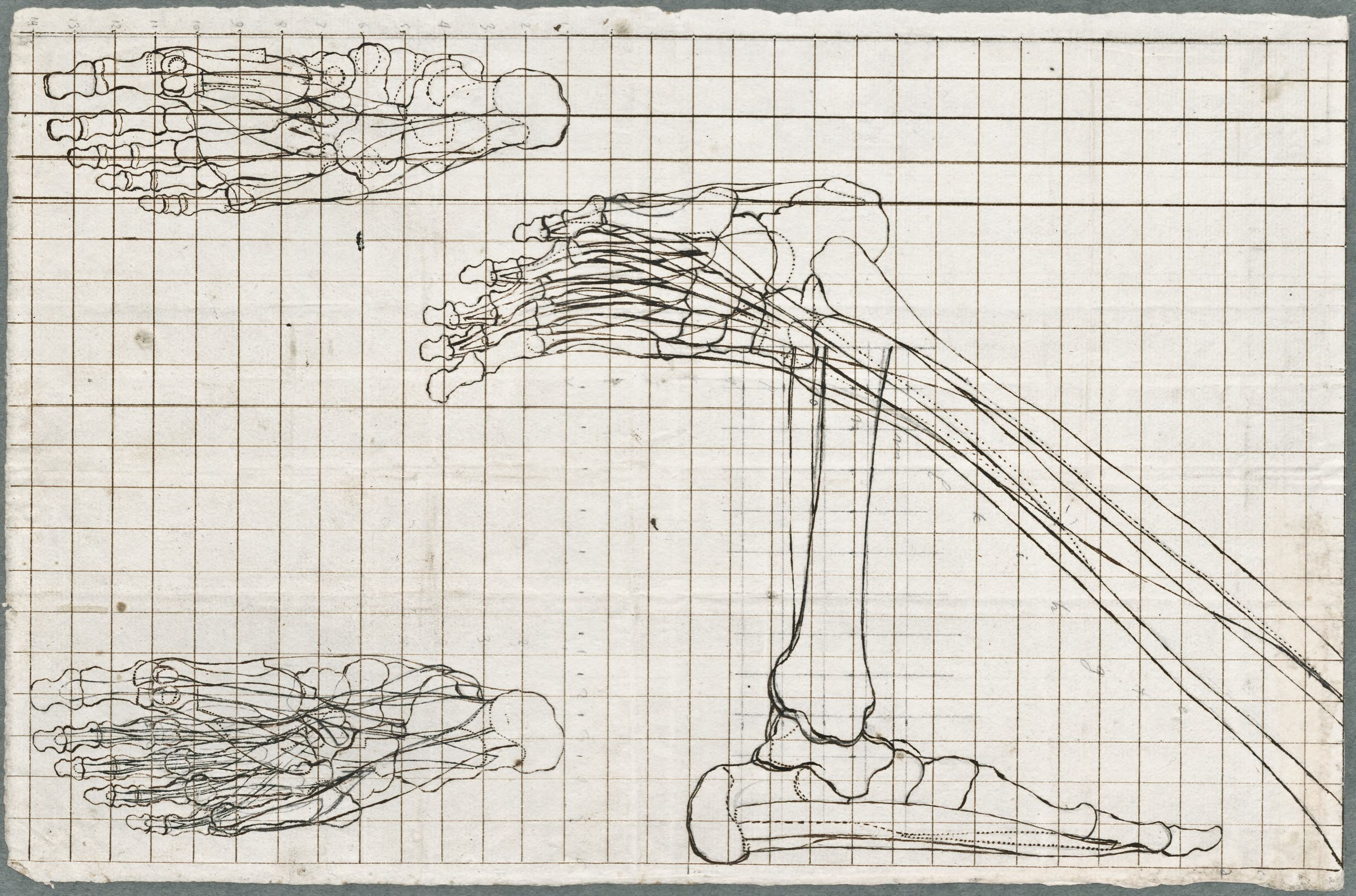 Anatomical drawings: bones of the leg and foot