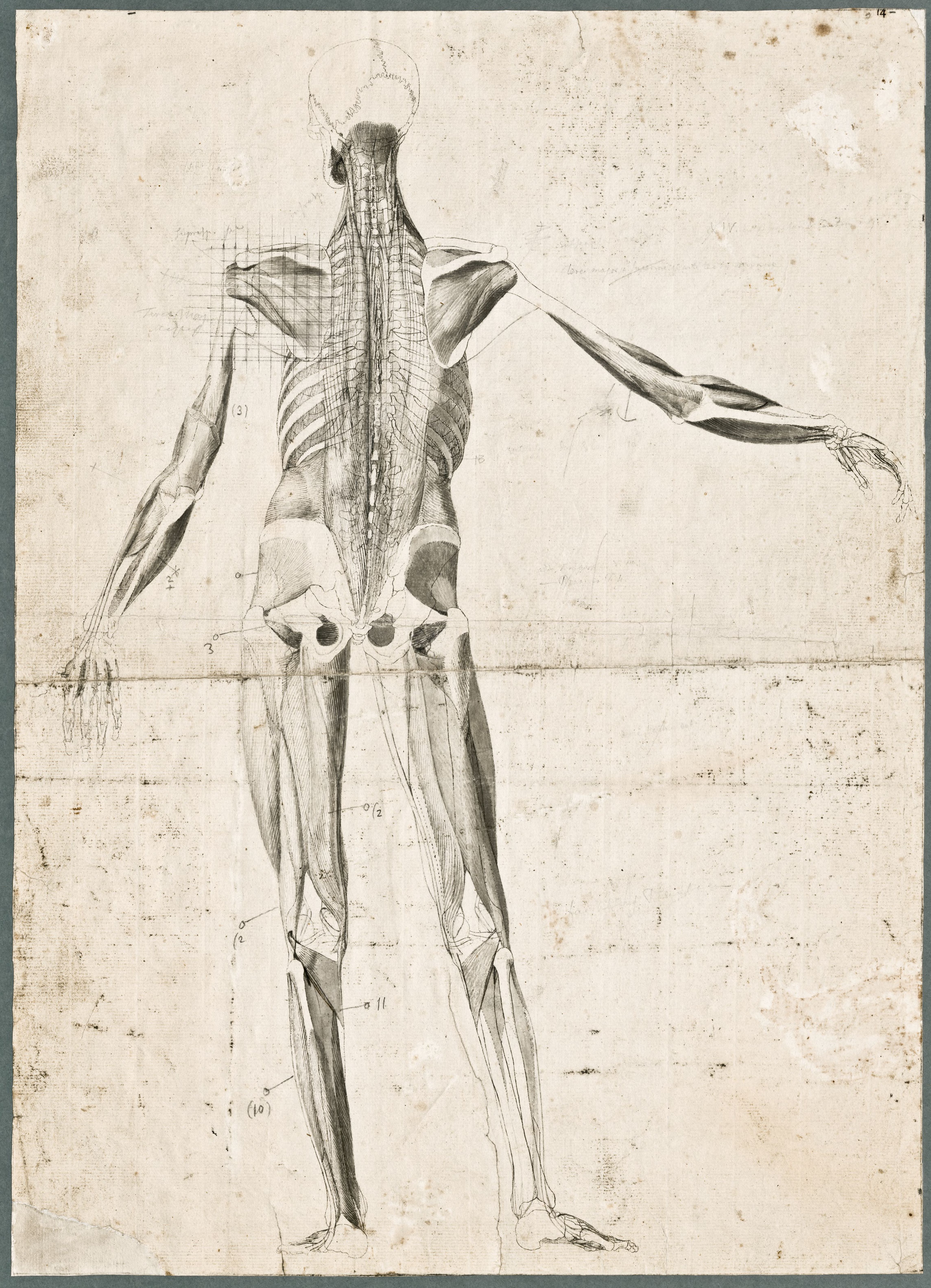 Primae delineationes Tabularum sceleti et musculorum corporis humani: the third layer of muscles, dorsal view