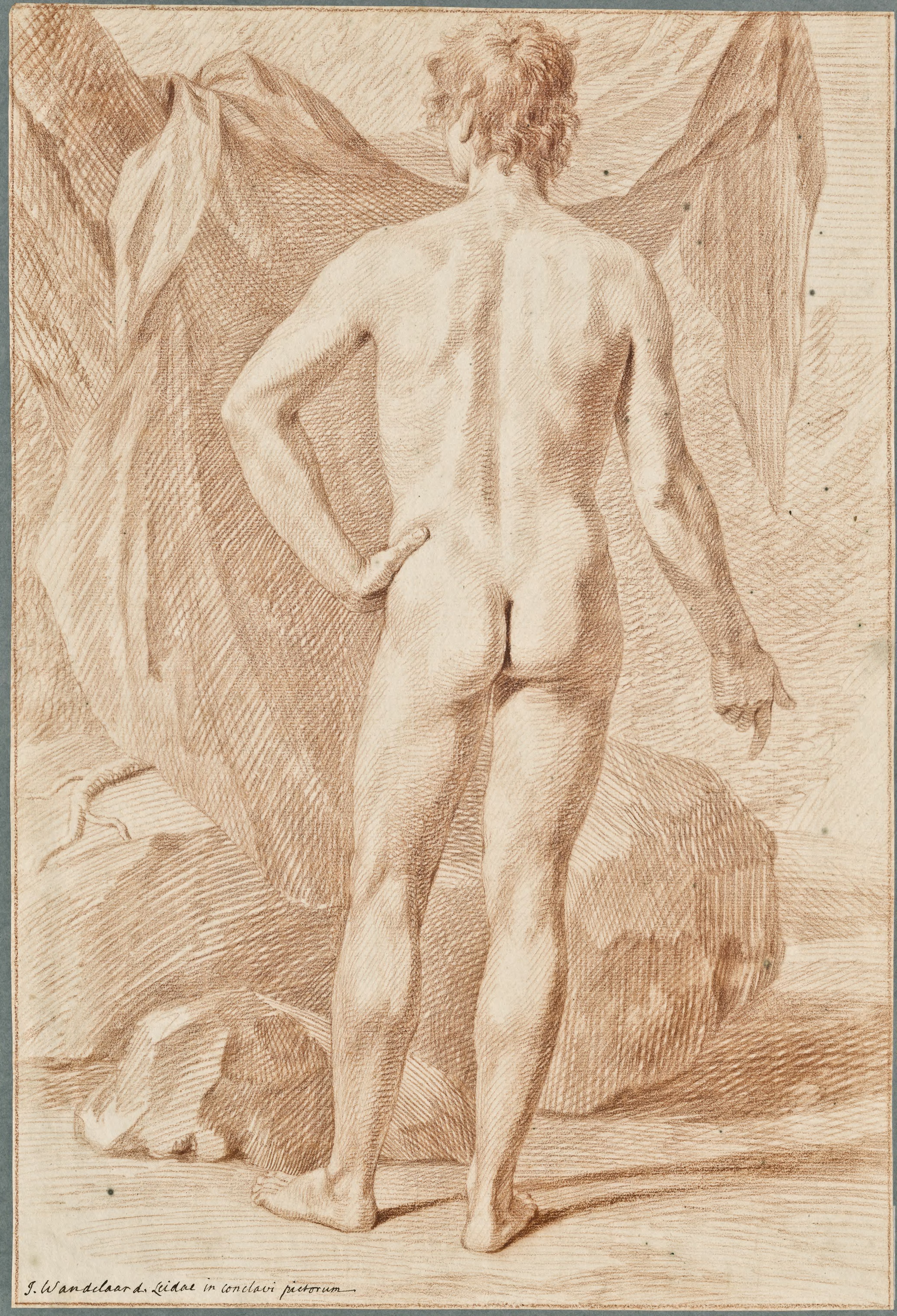 Anatomical drawings: standing young man, dorsal view