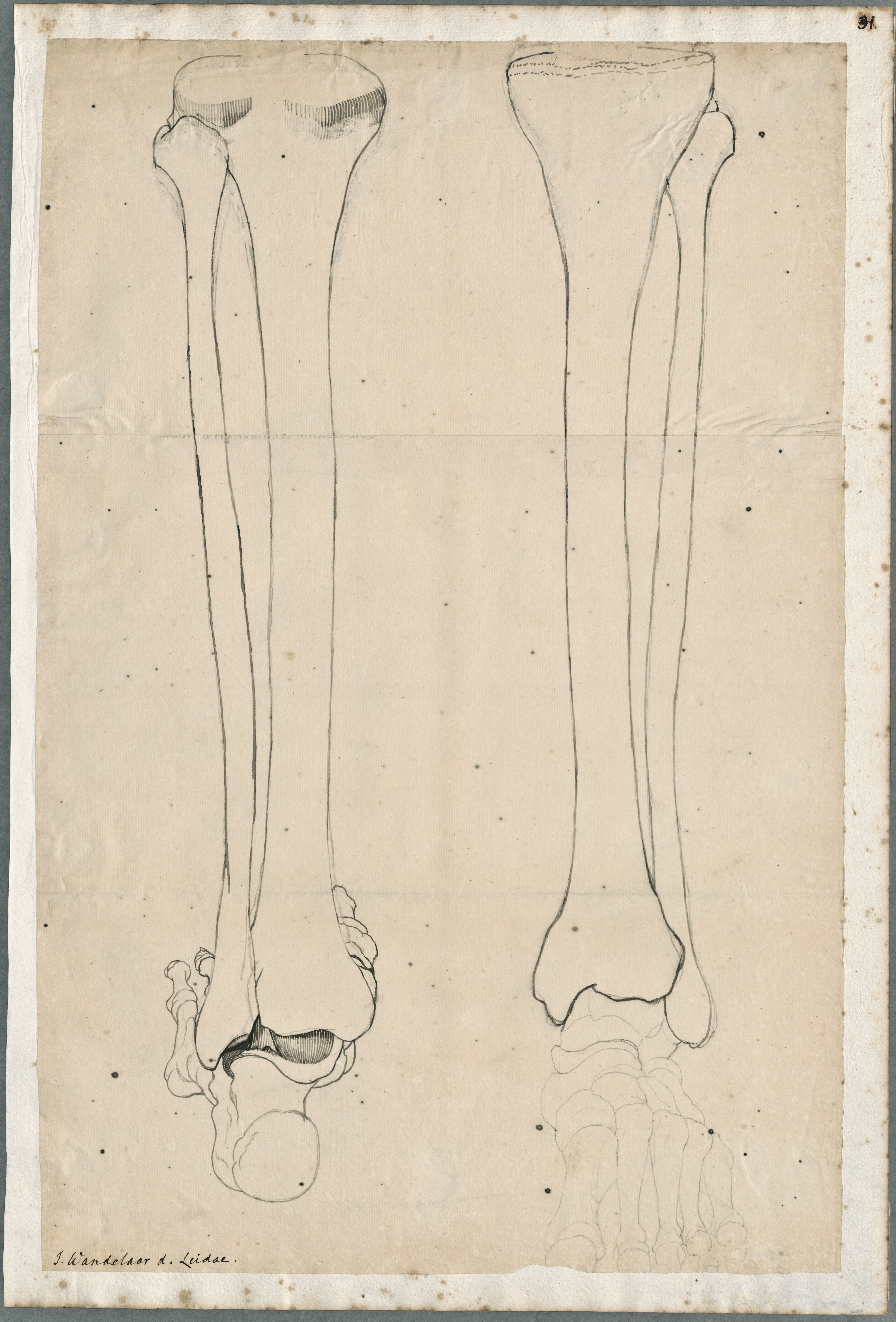 Anatomical drawings: bones of the lower leg, frontal and dorsal view