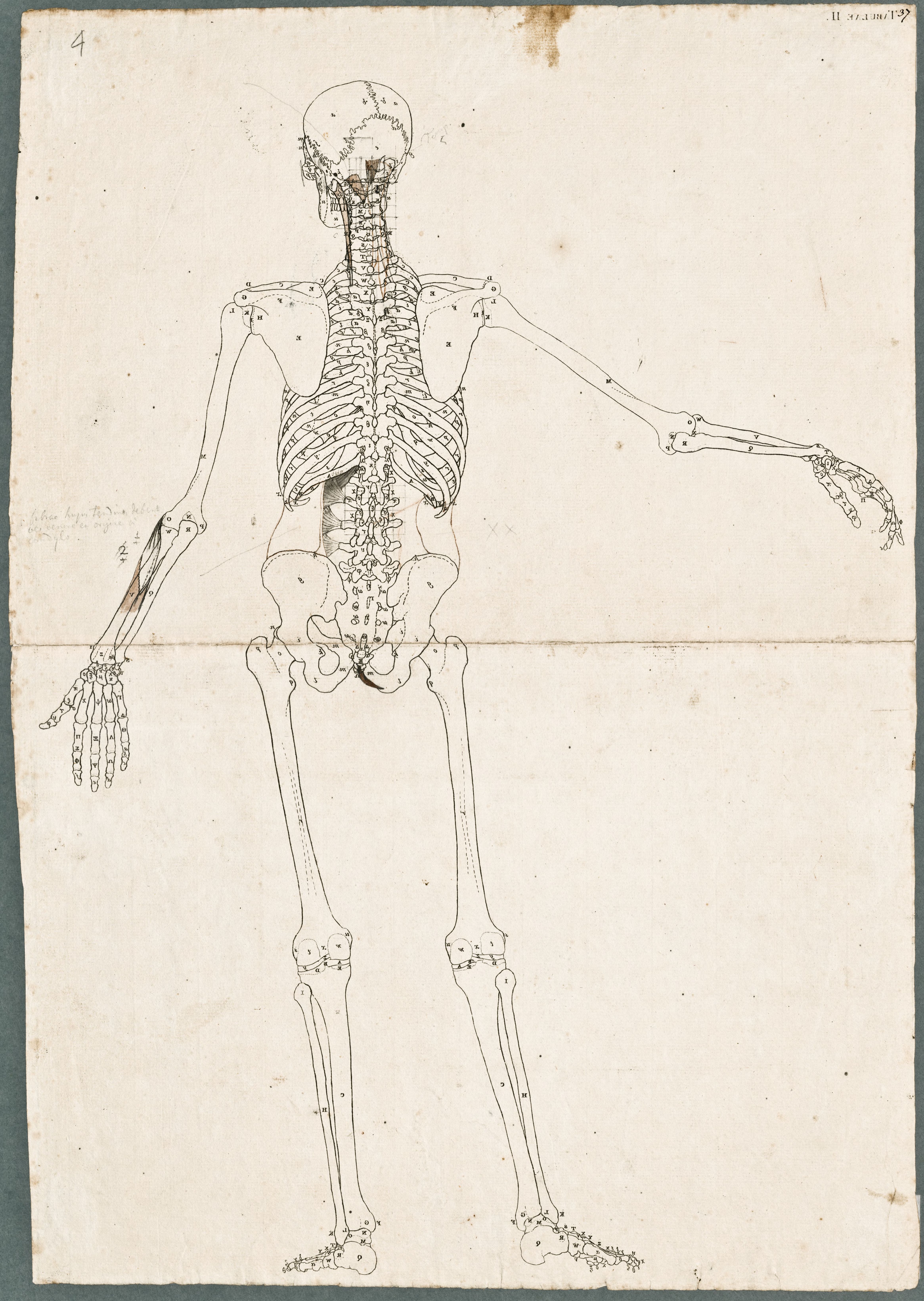 Primae delineationes Tabularum sceleti et musculorum corporis humani: human skeleton with added abdominal muscles of the neck and back