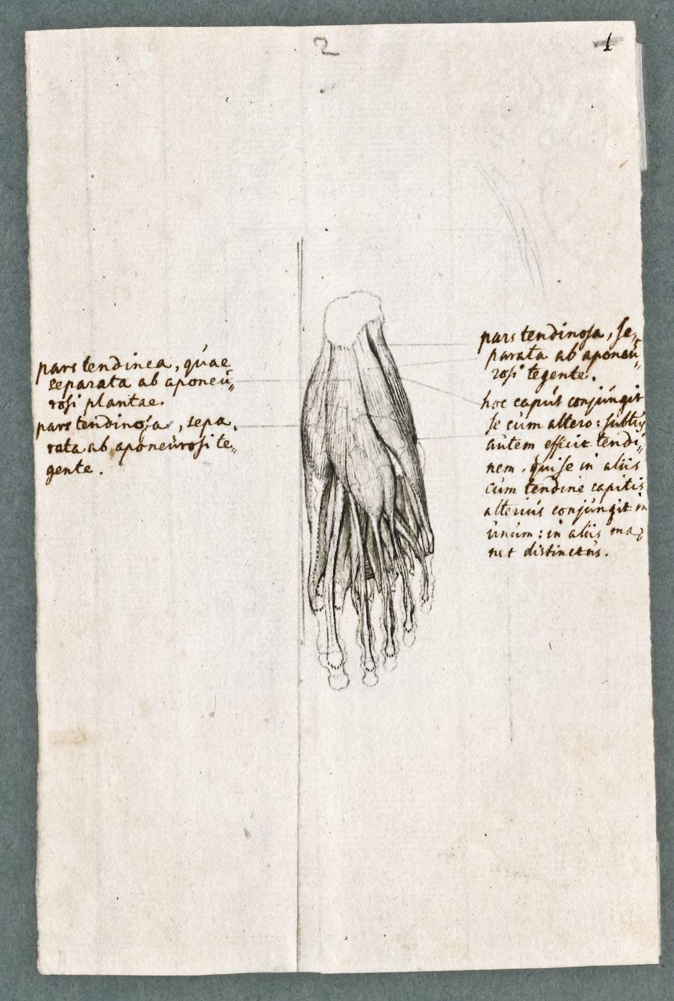 Primae delineationes Tabularum sceleti et musculorum corporis humani: muscles of the foot
