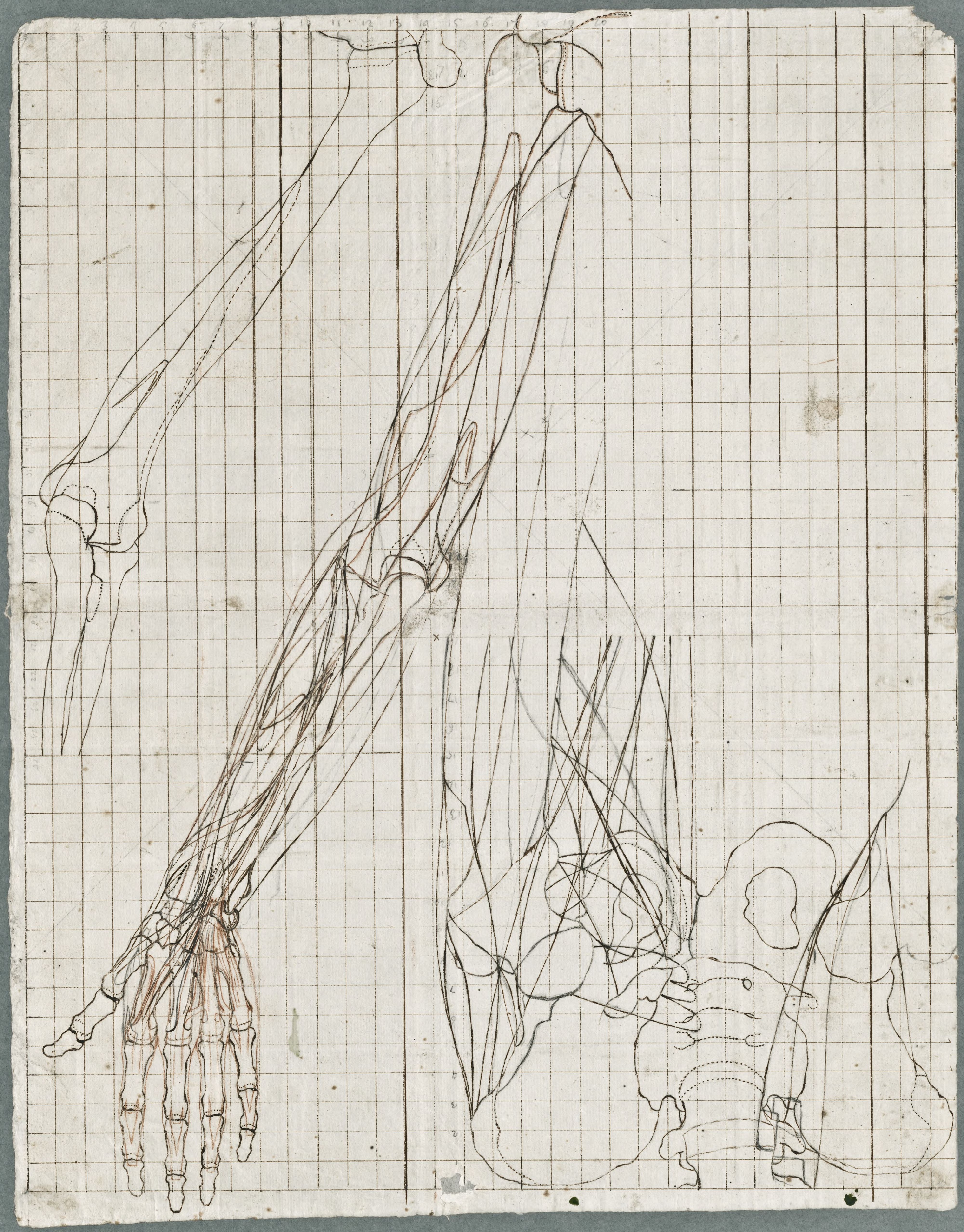 Anatomical drawings: bones of the arm and pelvis