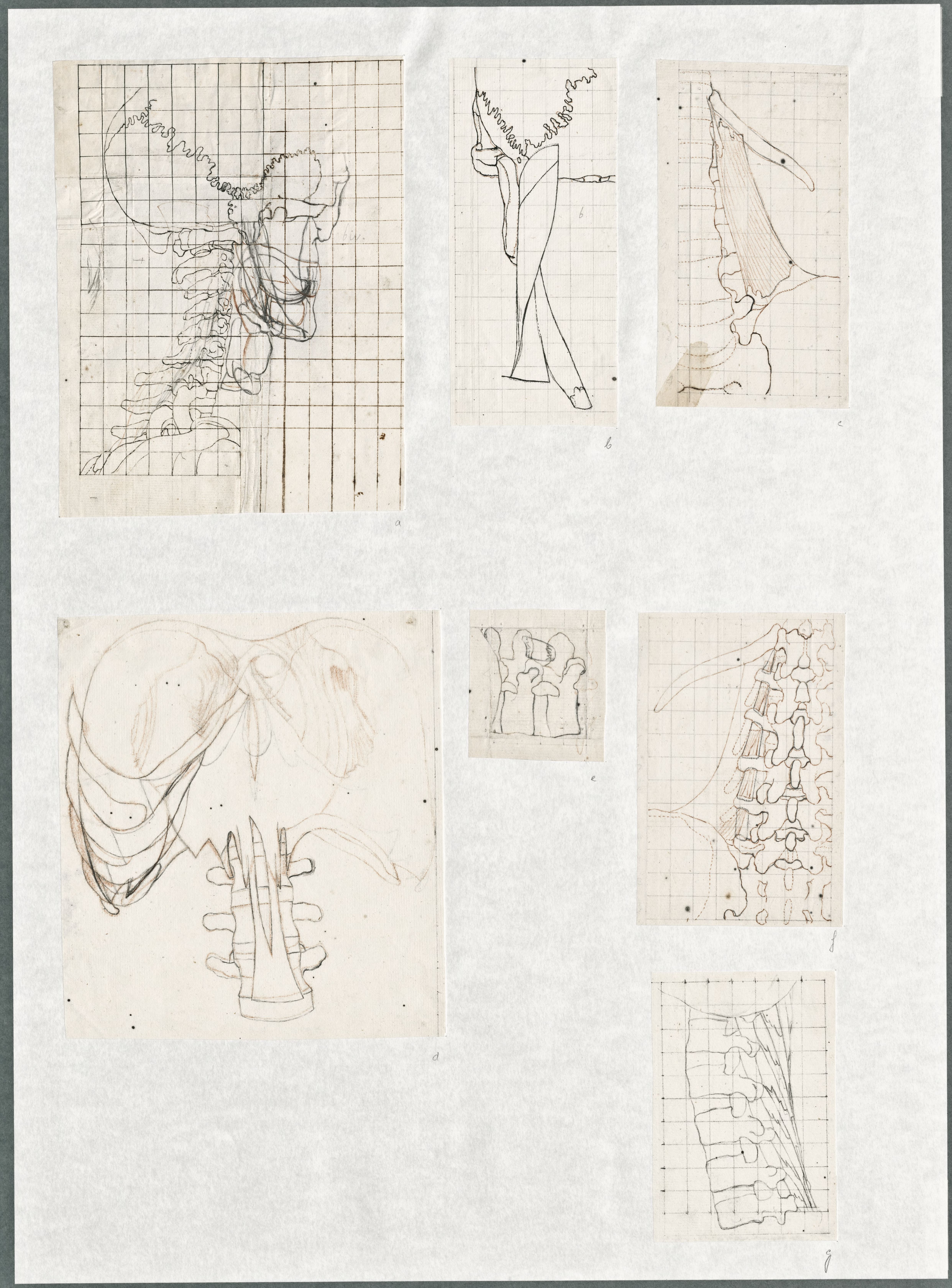 Anatomical drawings: various bones