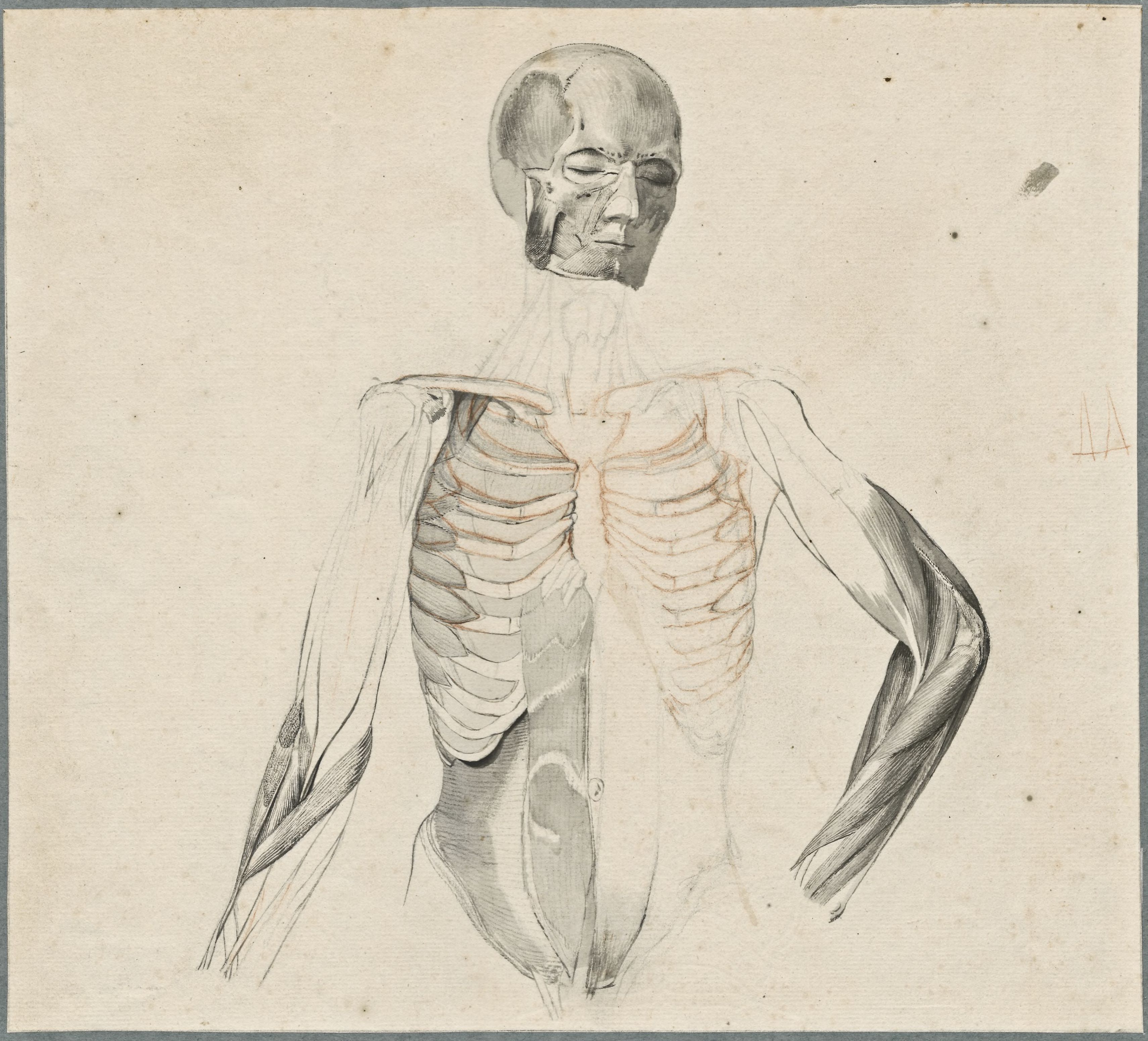 Anatomical drawings: muscles of the upper body