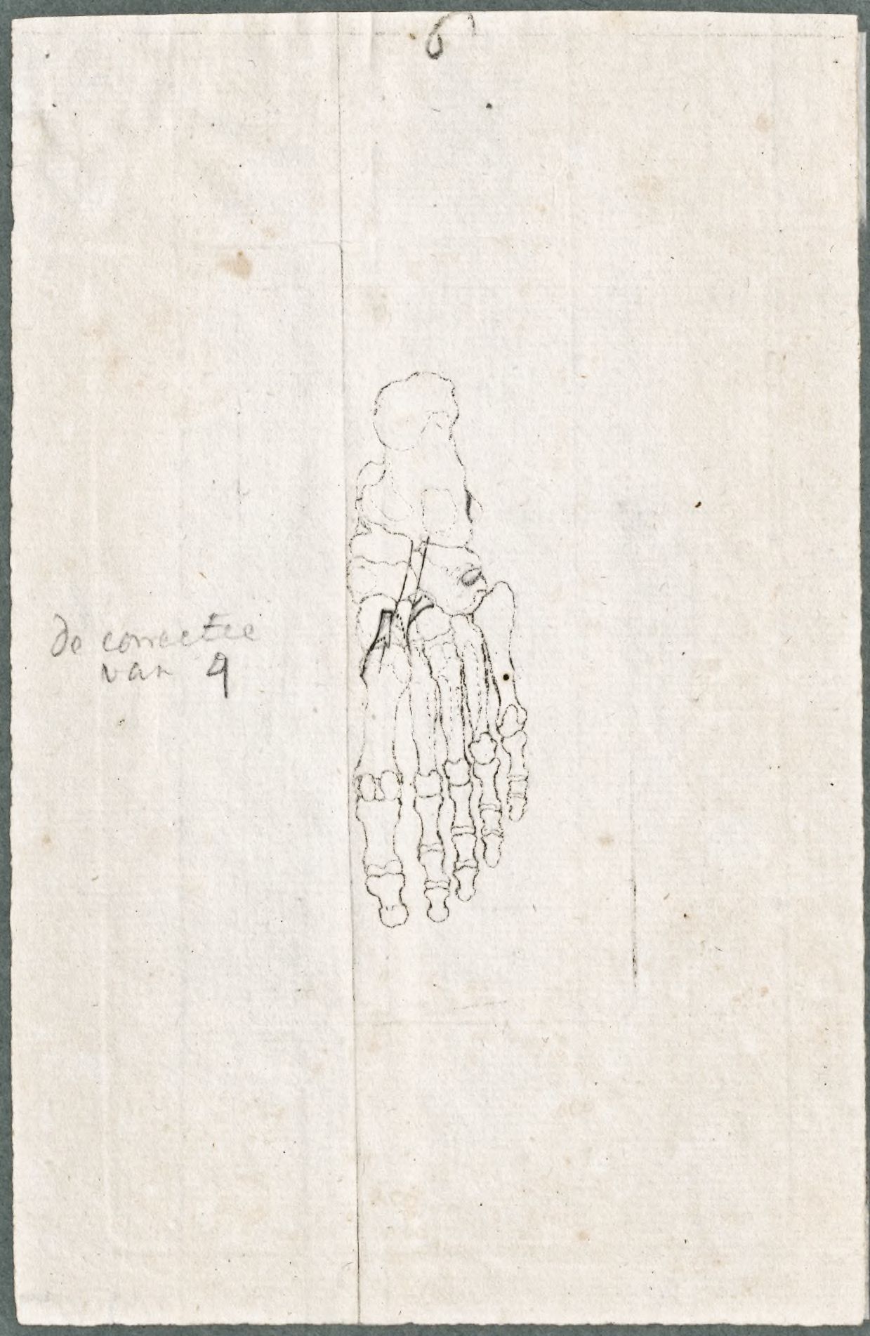 Primae delineationes Tabularum sceleti et musculorum corporis humani: muscles of the foot