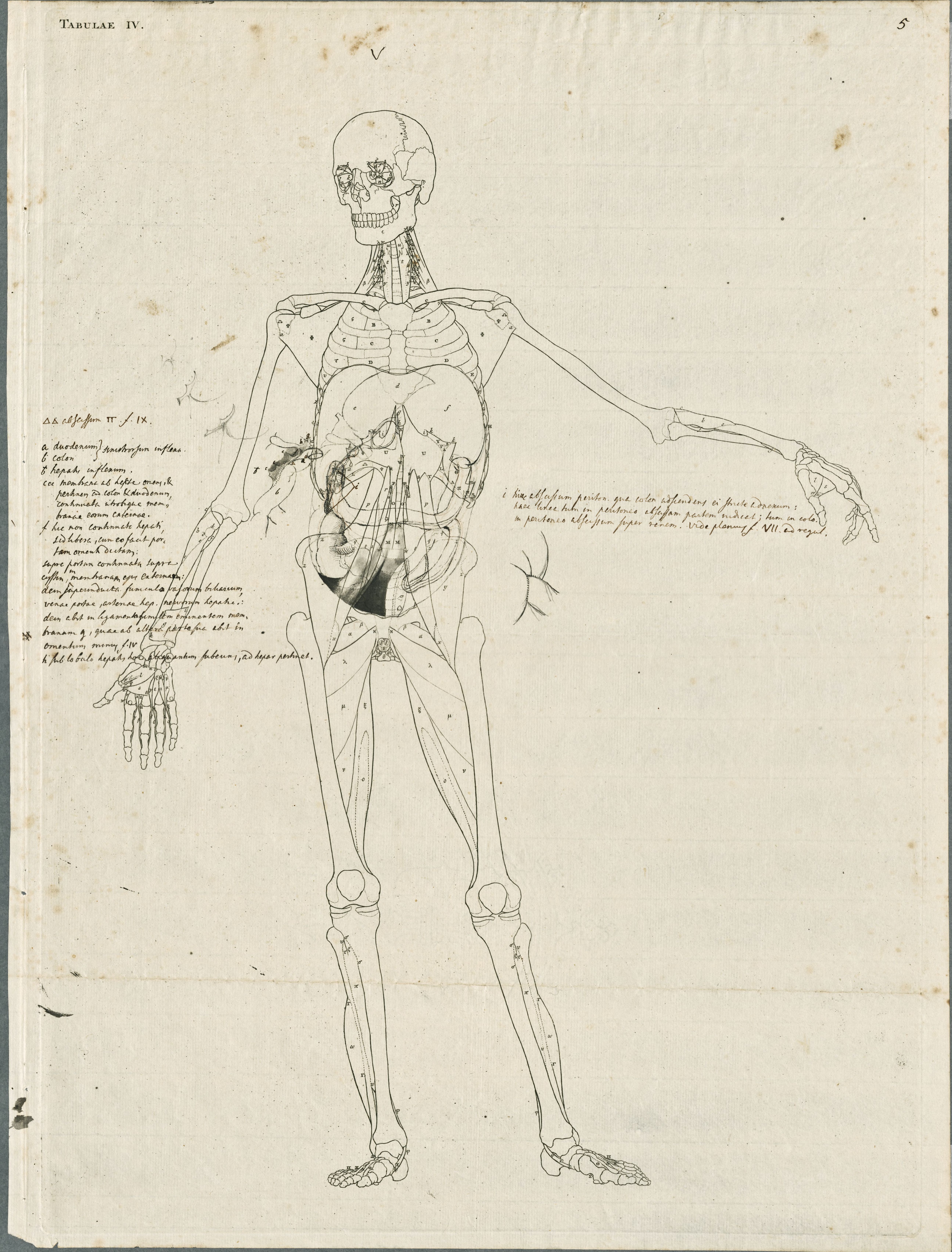 Primae delineationes Tabularum viscerum abdominis: intestines