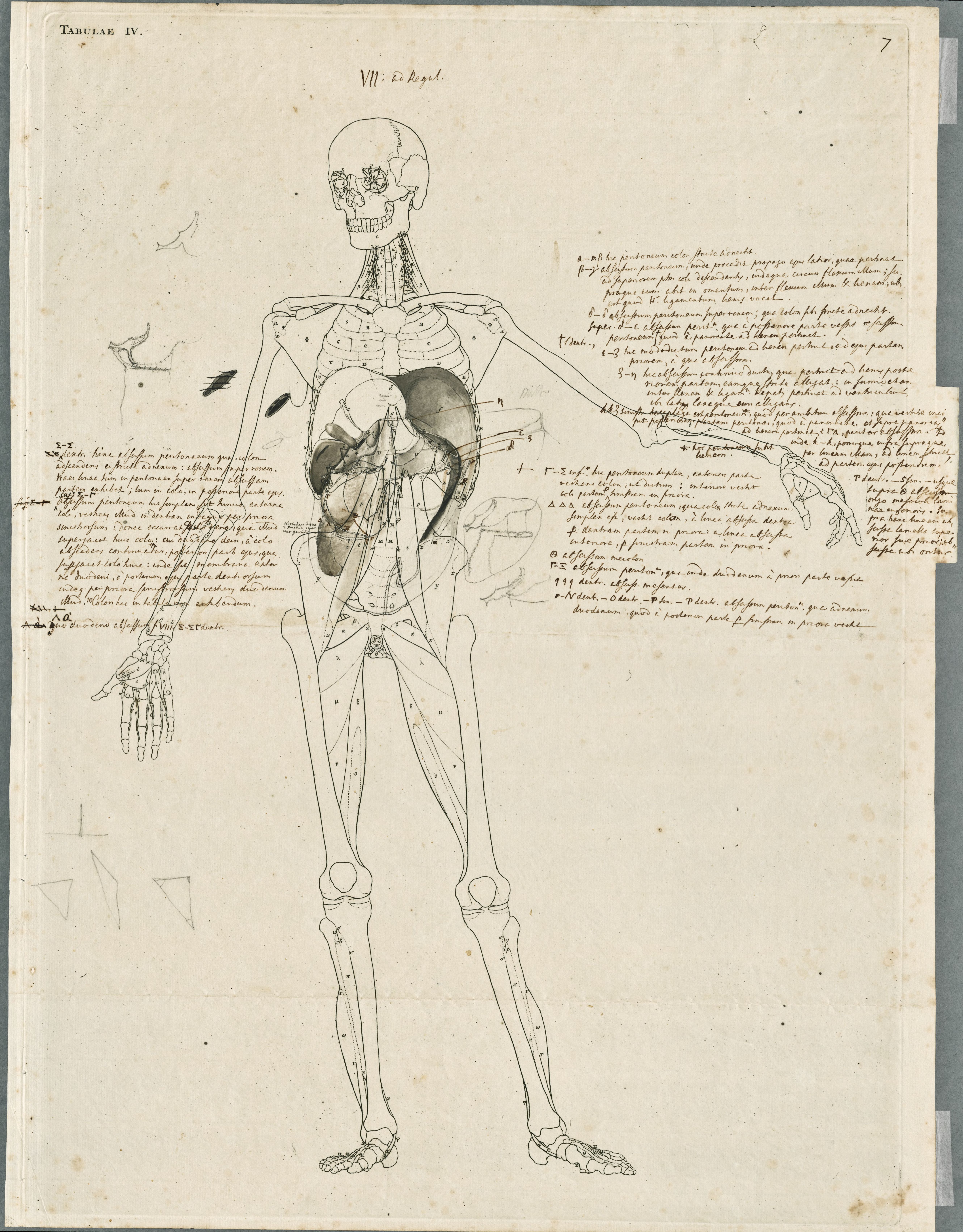Primae delineationes Tabularum viscerum abdominis: intestines, liver