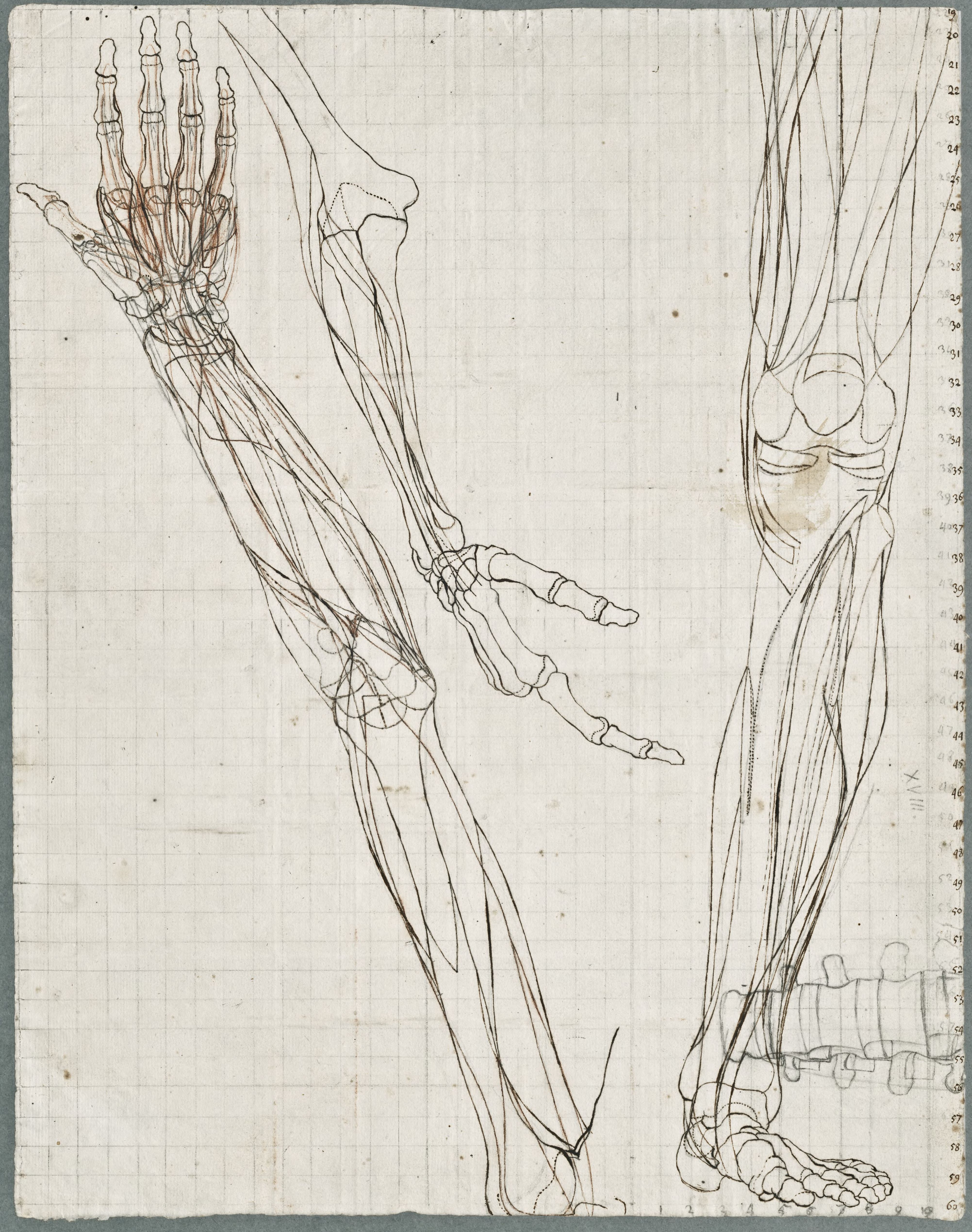 Anatomical drawings: bones of the lower leg and arm