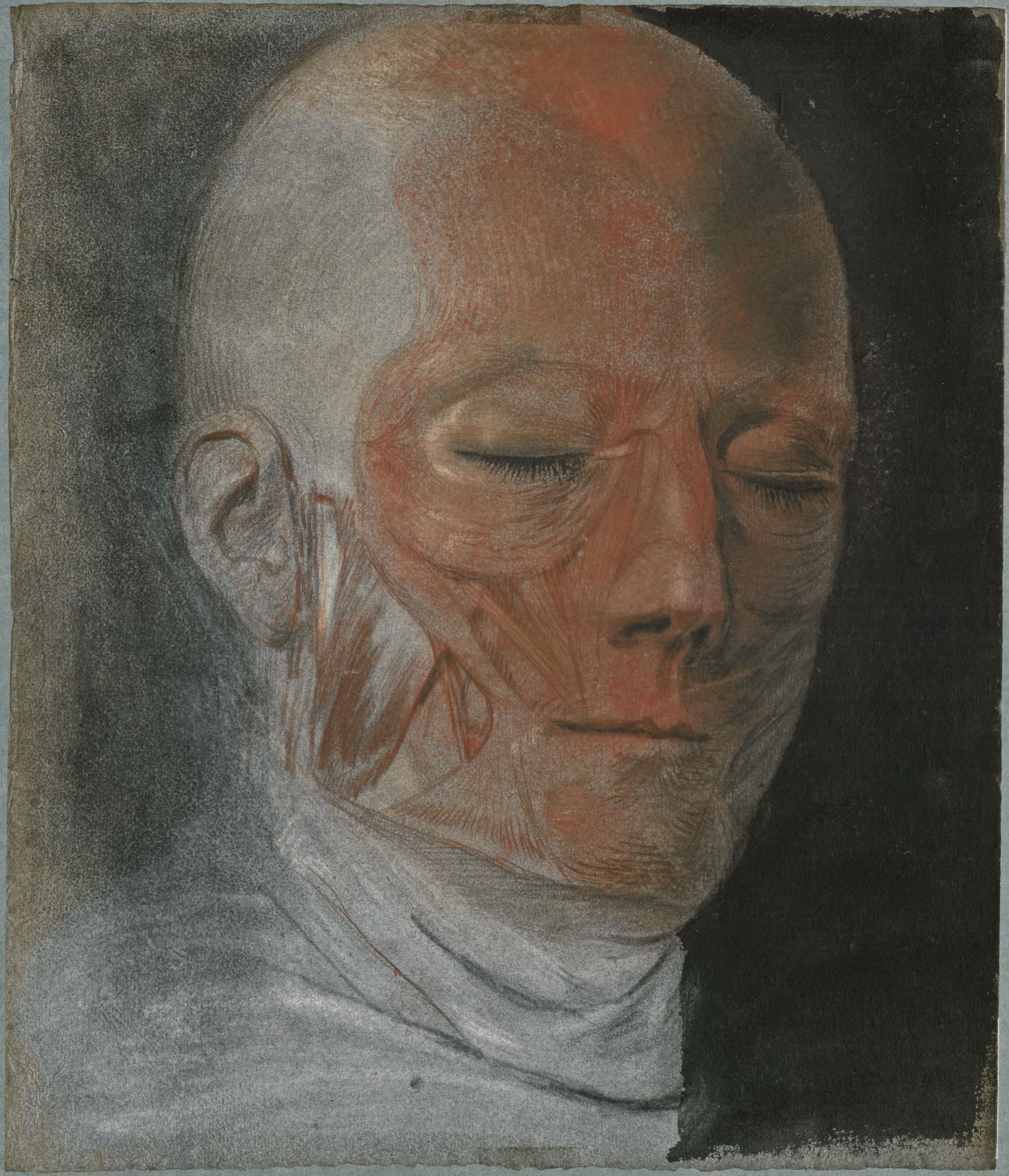 Anatomical drawings: muscles of the face