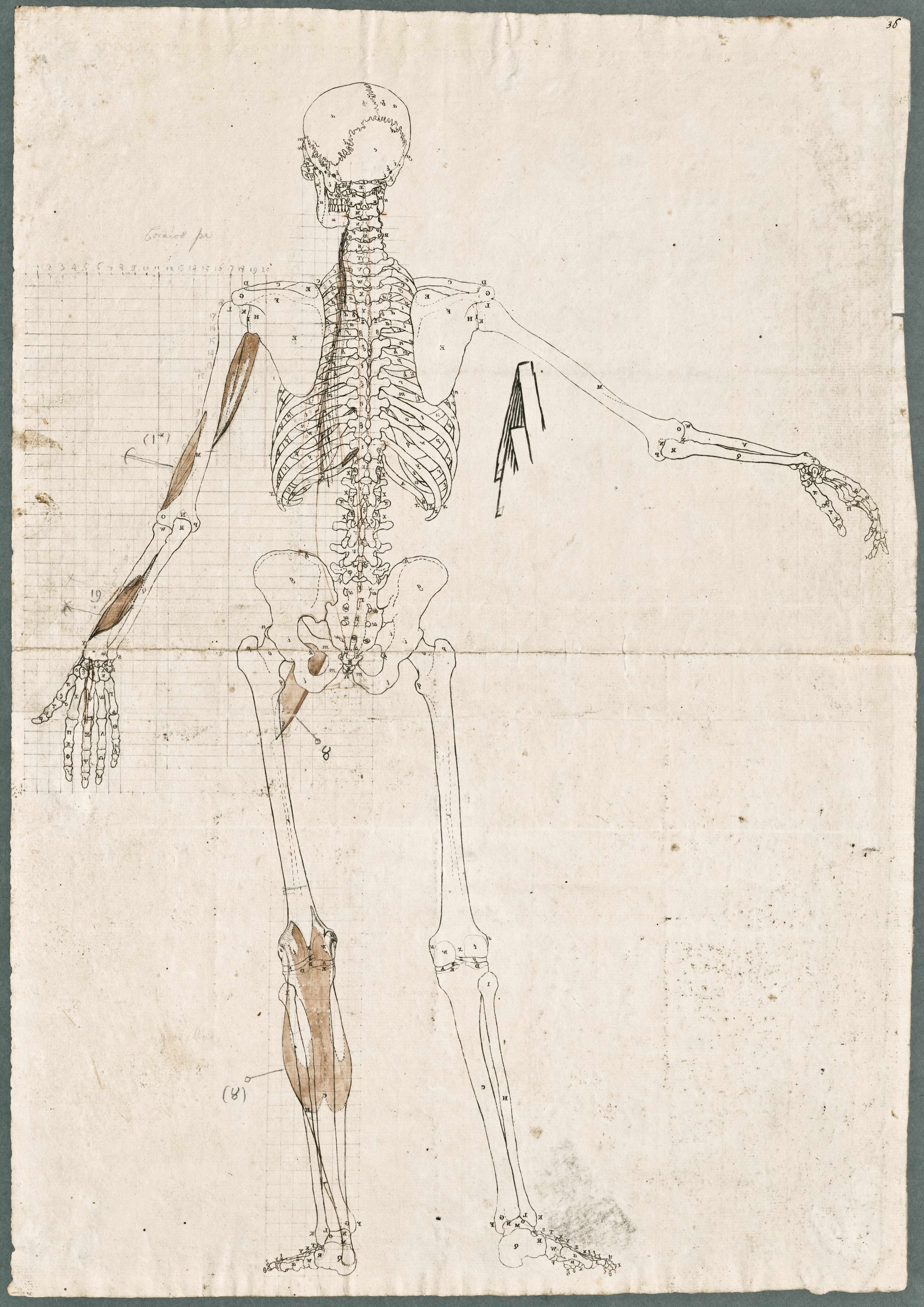 Primae delineationes Tabularum sceleti et musculorum corporis humani: human skeleton with added abdominal muscles of the arm and lower leg