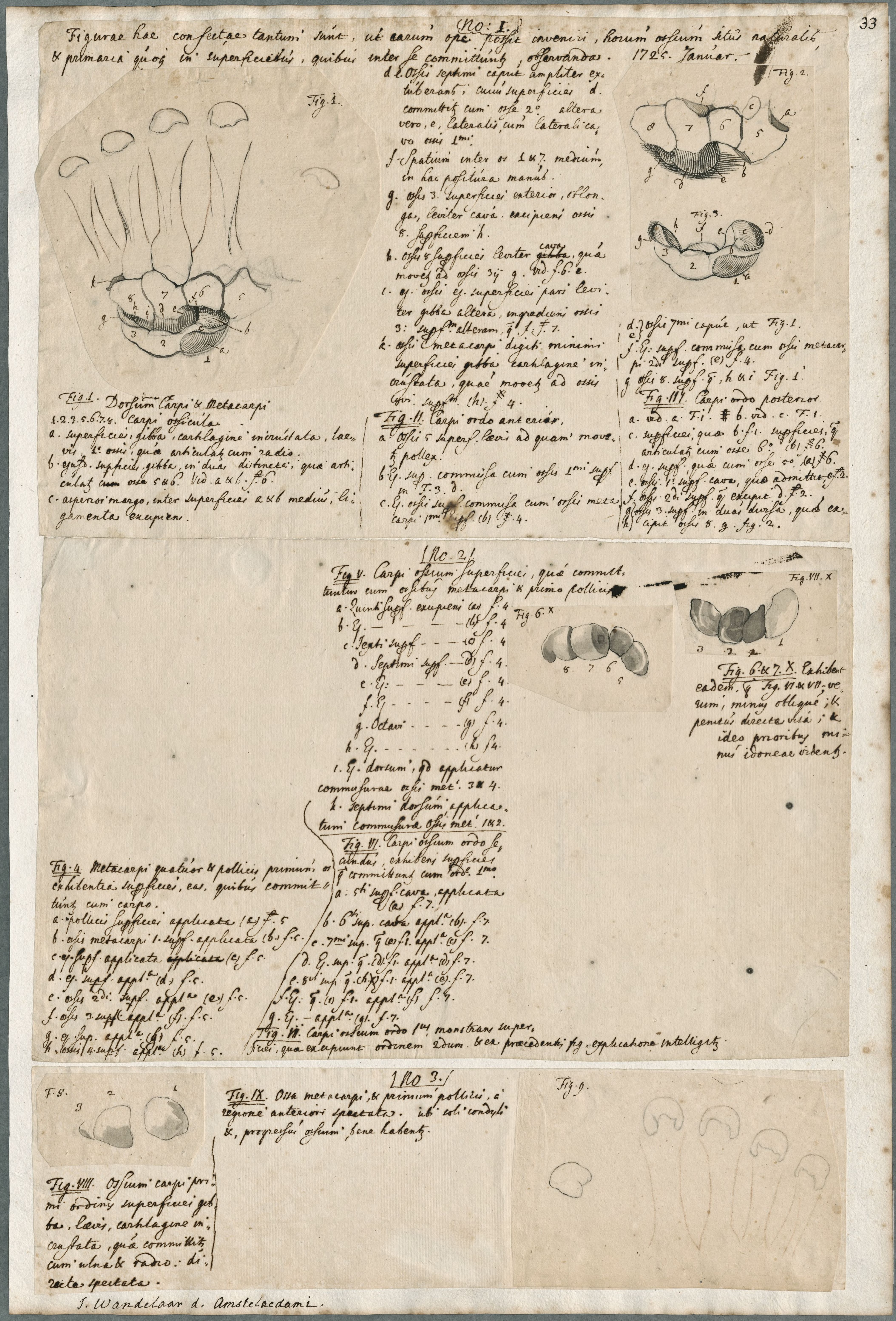 Anatomical drawings: bones of the foot