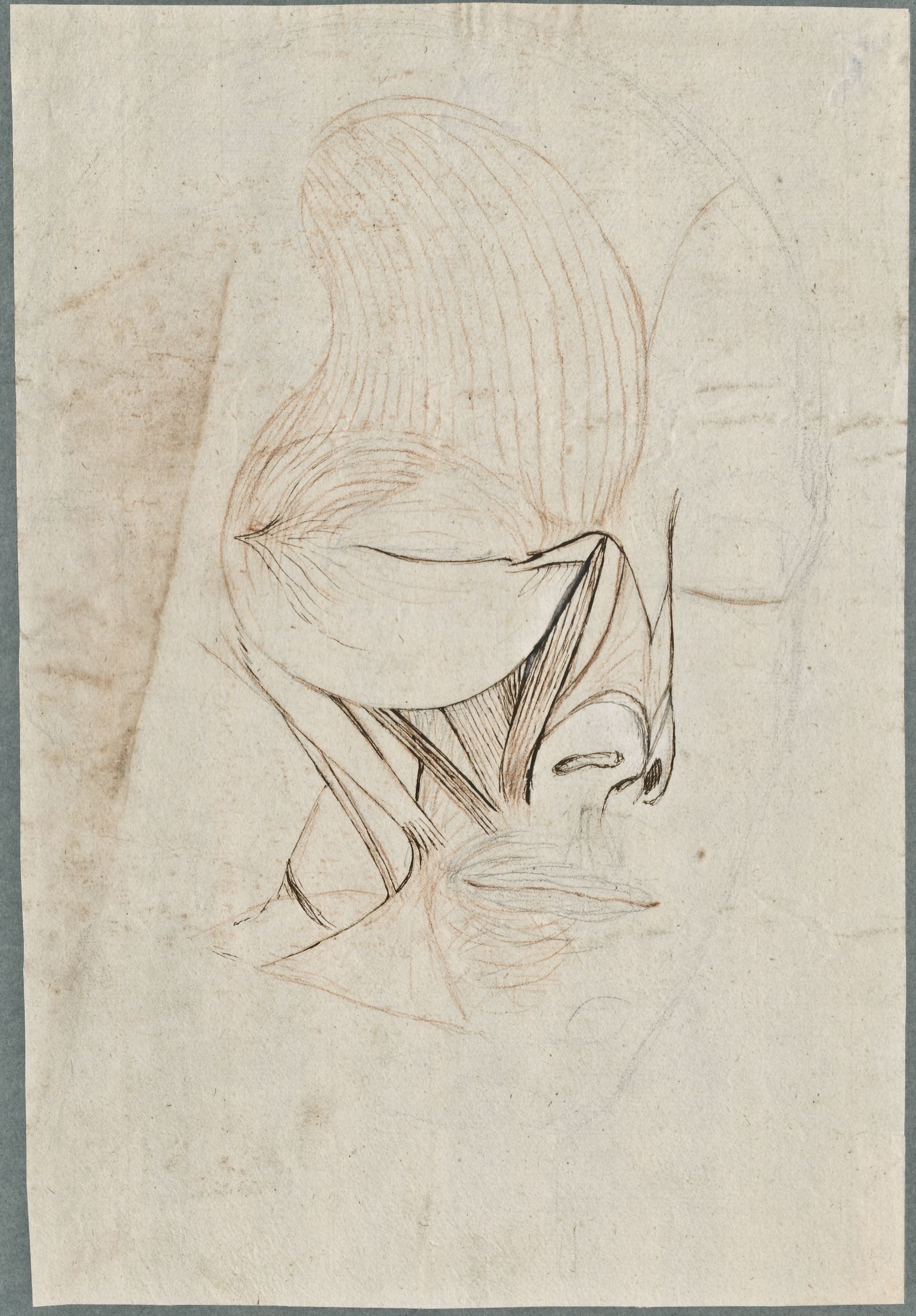 Anatomical drawings: muscles of the face (verso: Sketch of an instrument)