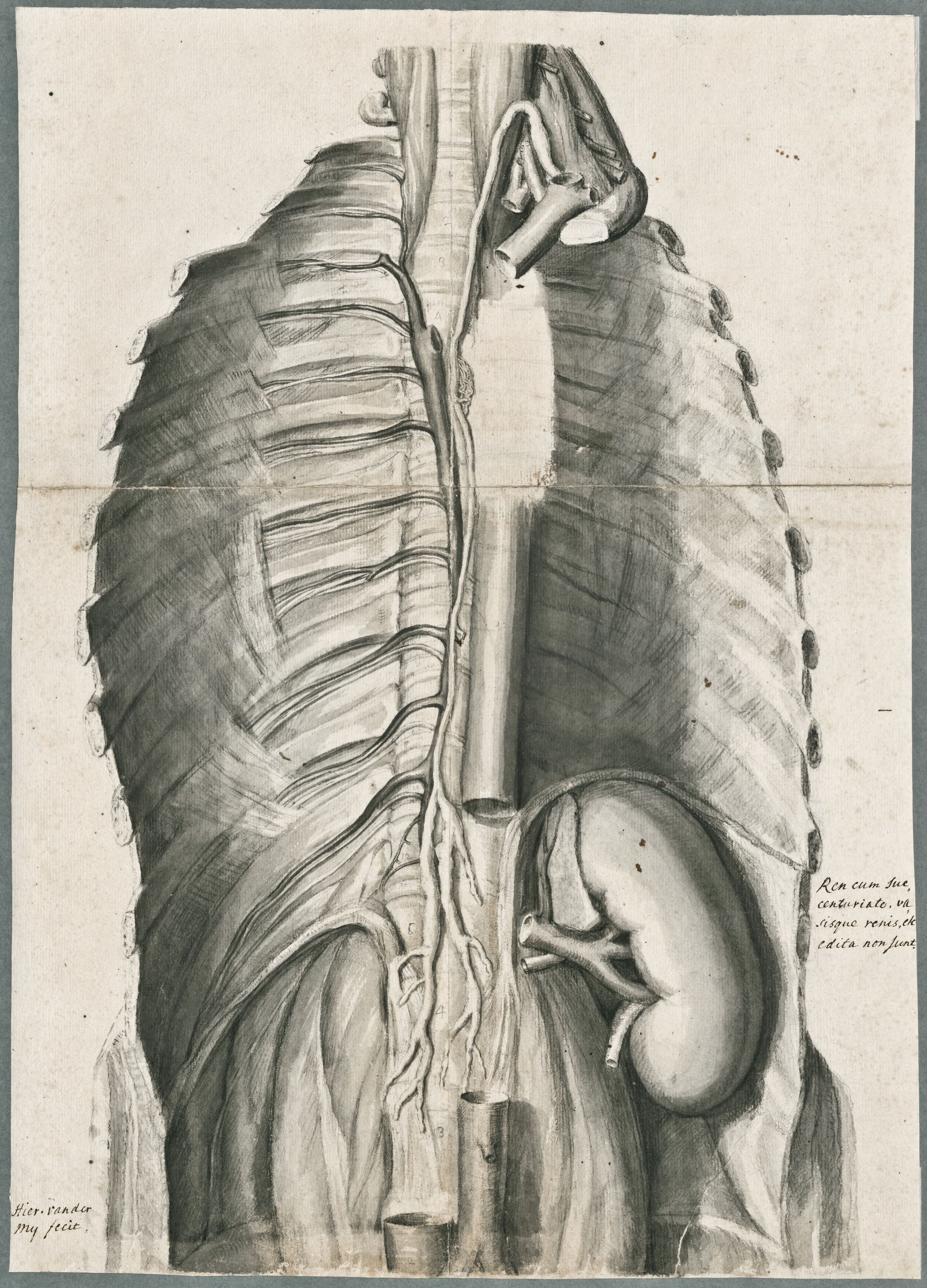 Anatomical drawings: position of the kidneys in the upper body