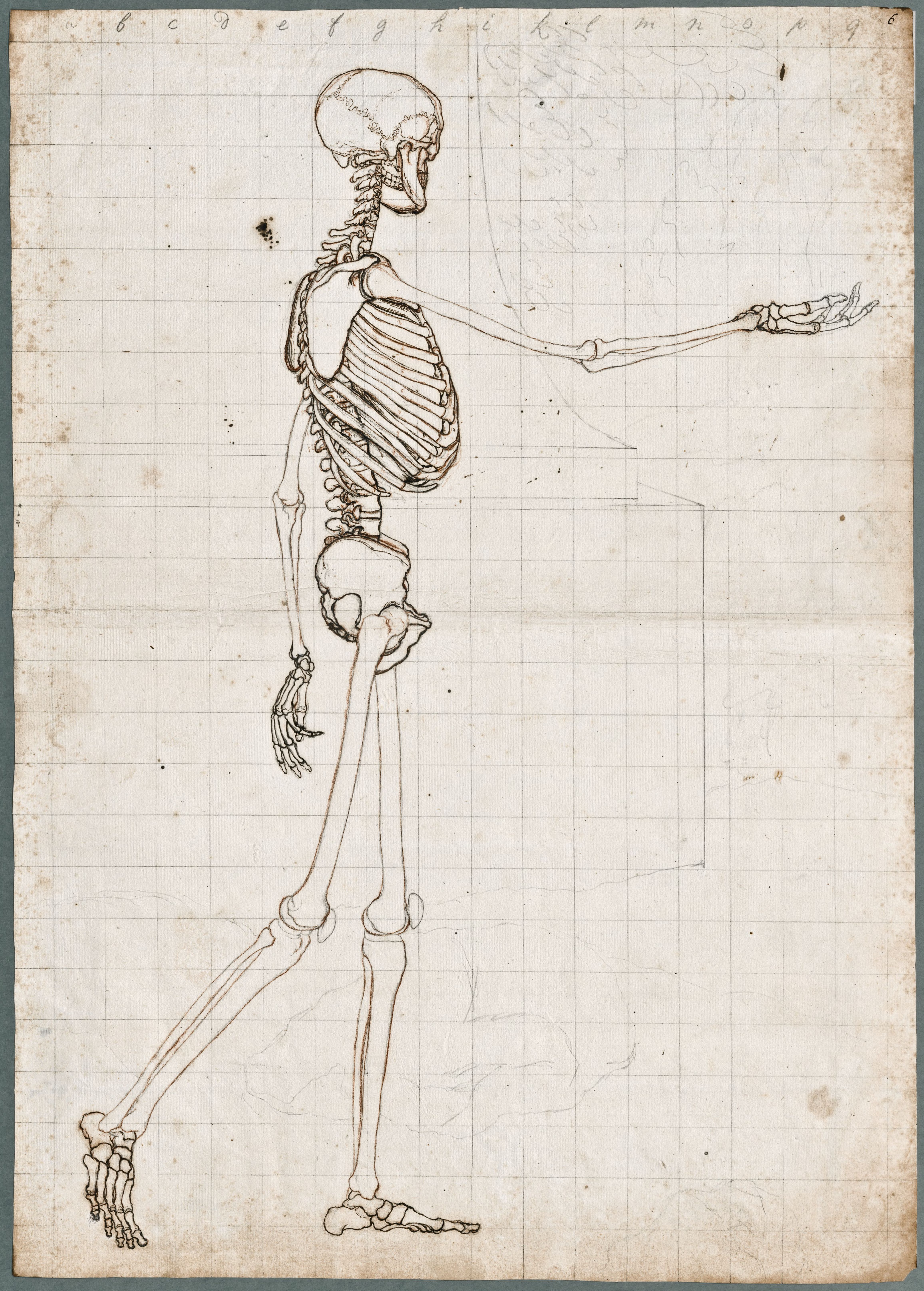 Primae delineationes Tabularum sceleti et musculorum corporis humani: lateral view of the human skeleton