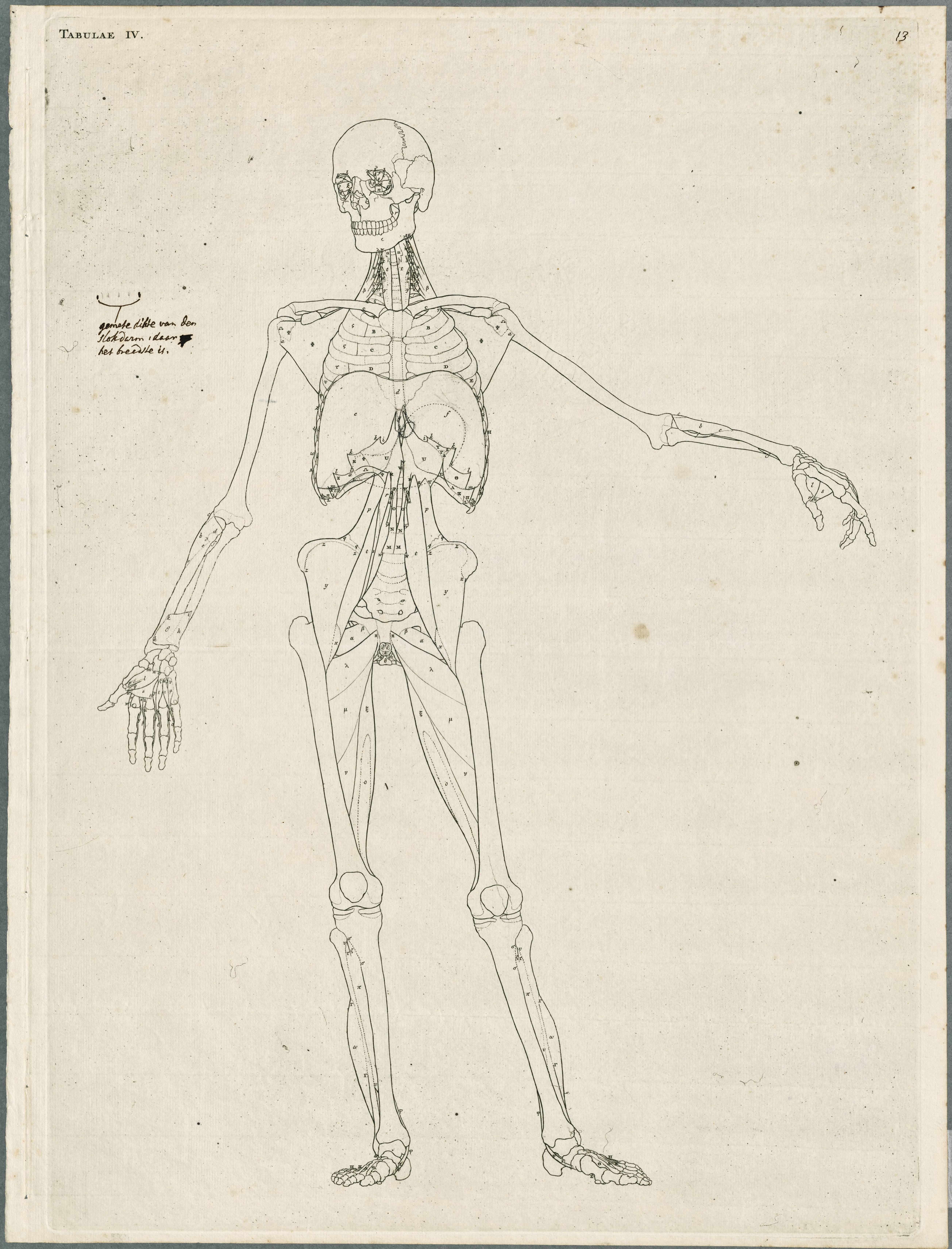 Primae delineationes Tabularum viscerum abdominis: intestines, esophagus