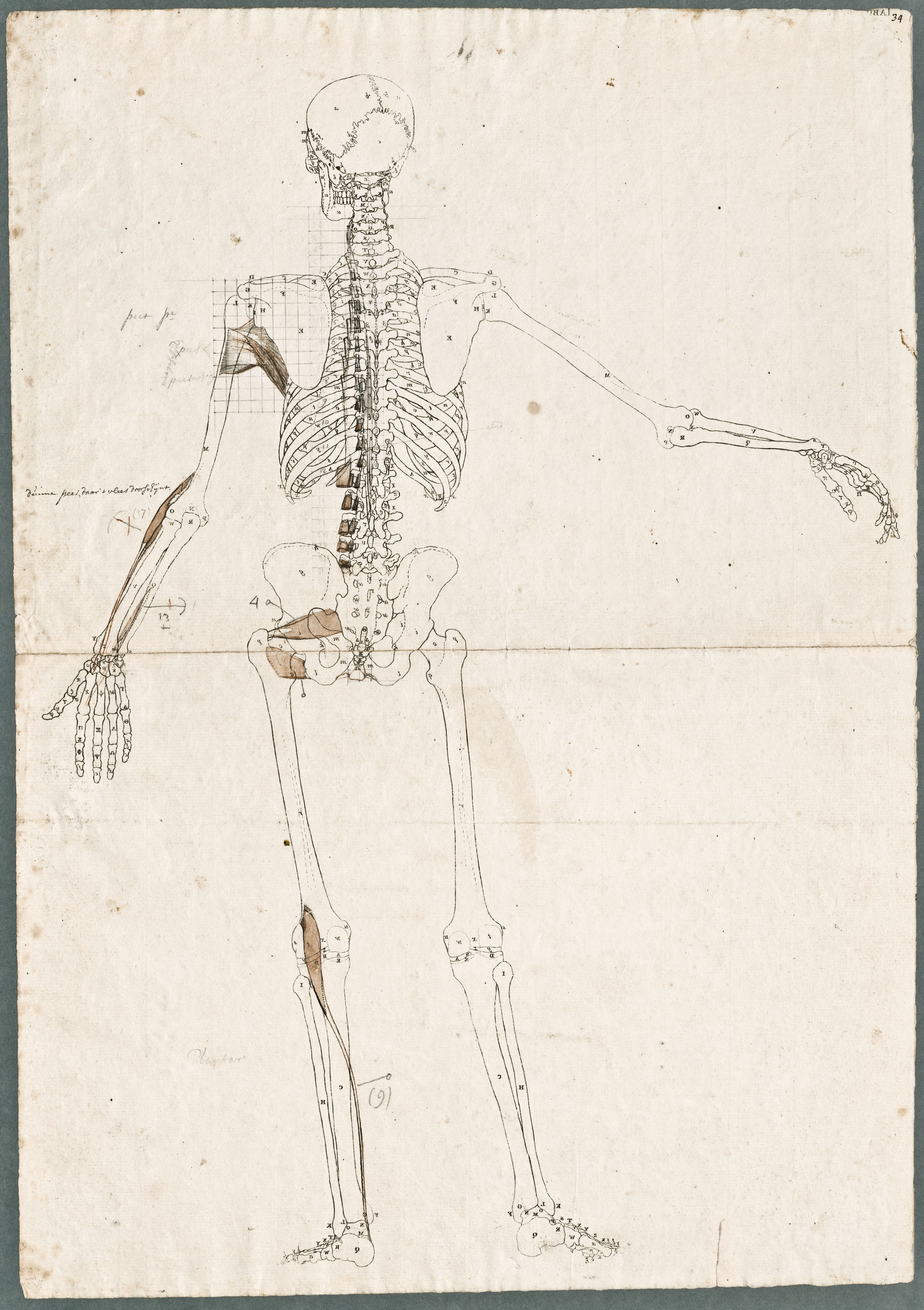 Primae delineationes Tabularum sceleti et musculorum corporis humani: human skeleton with added abdominal muscles of the knee, arm and shoulder