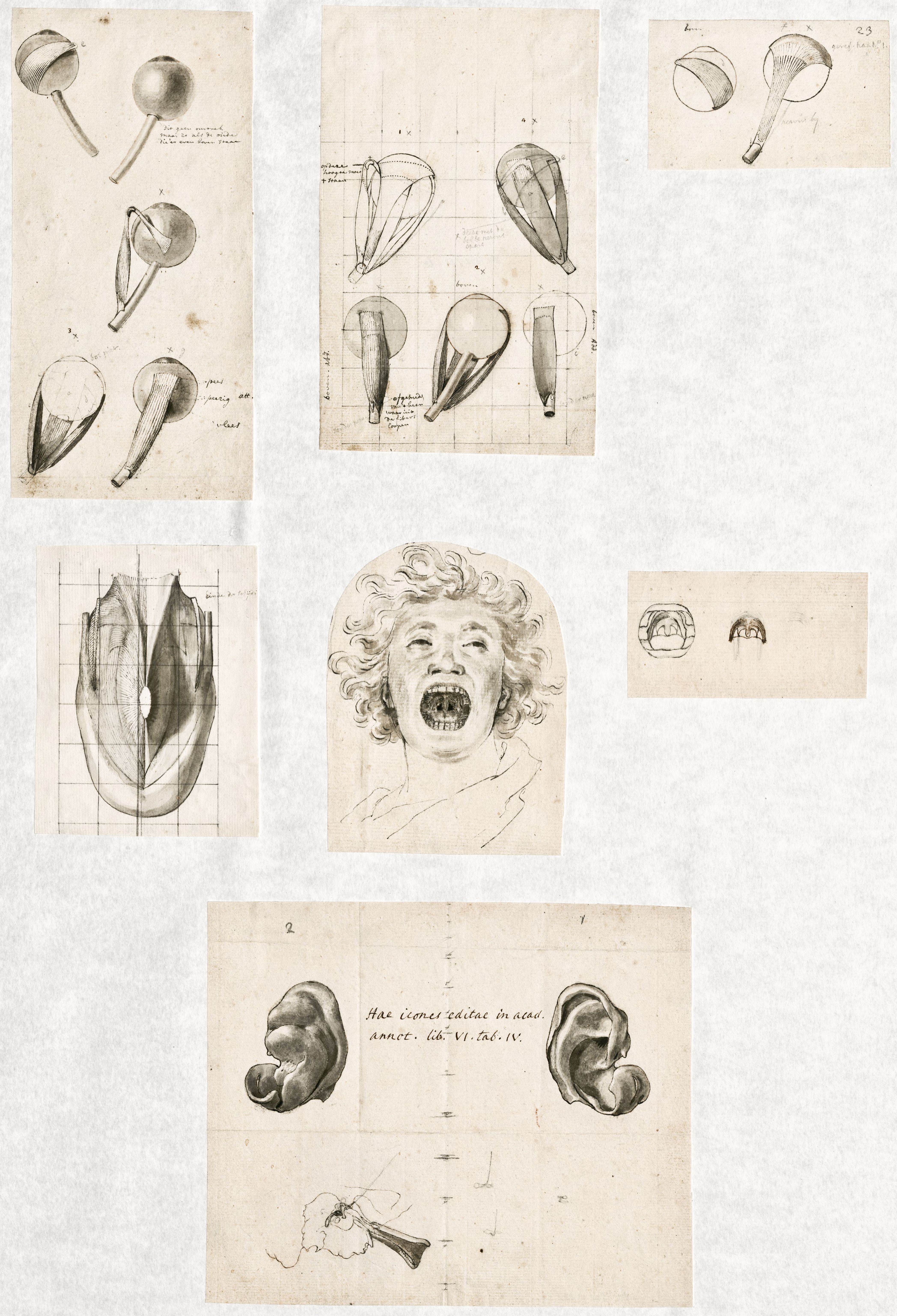 Primae delineationes Tabularum sceleti et musculorum corporis humani: muscles of the eye, ear and mouth