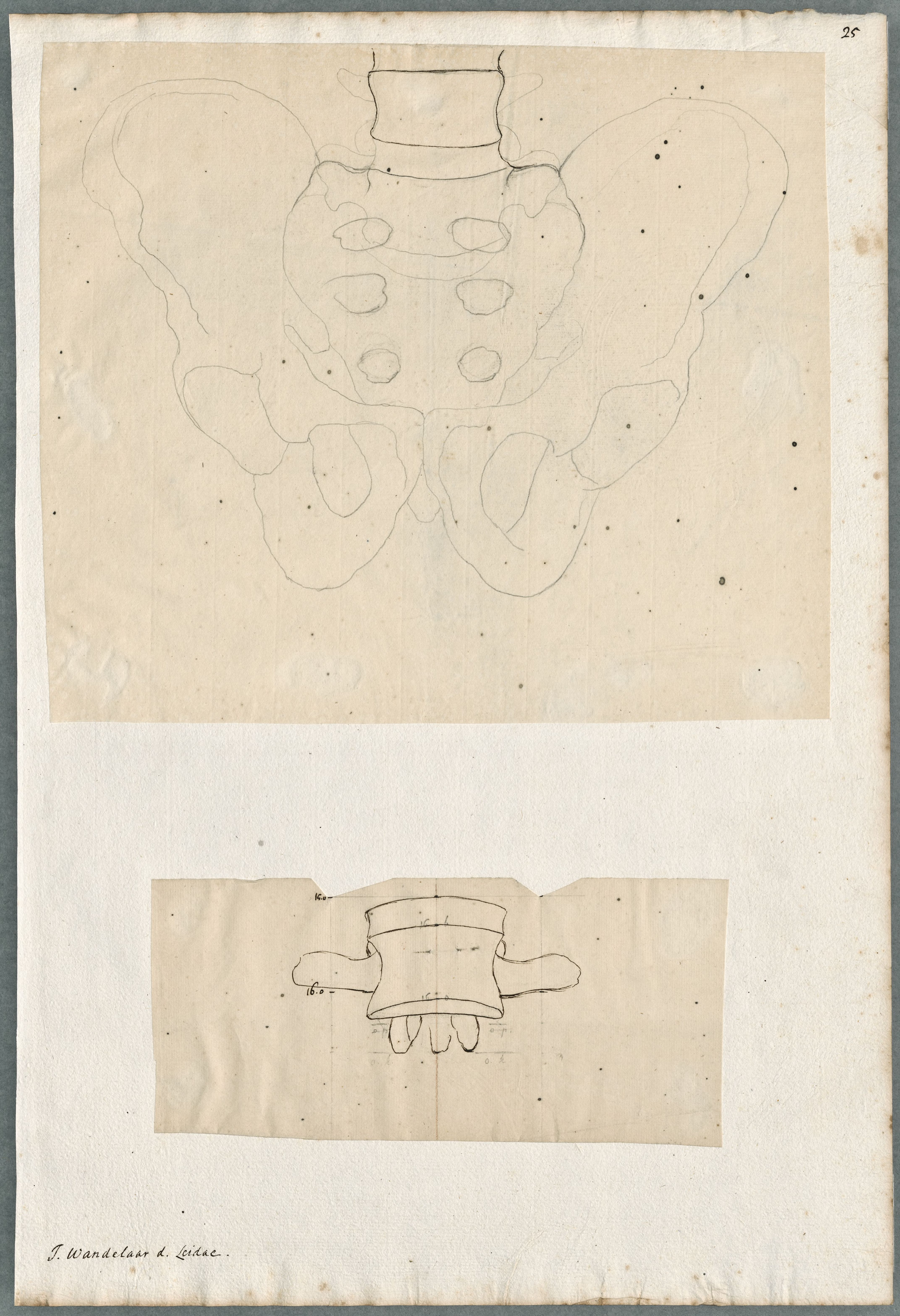 Anatomical drawings: bones of the pelvis, one lumbar vertebra