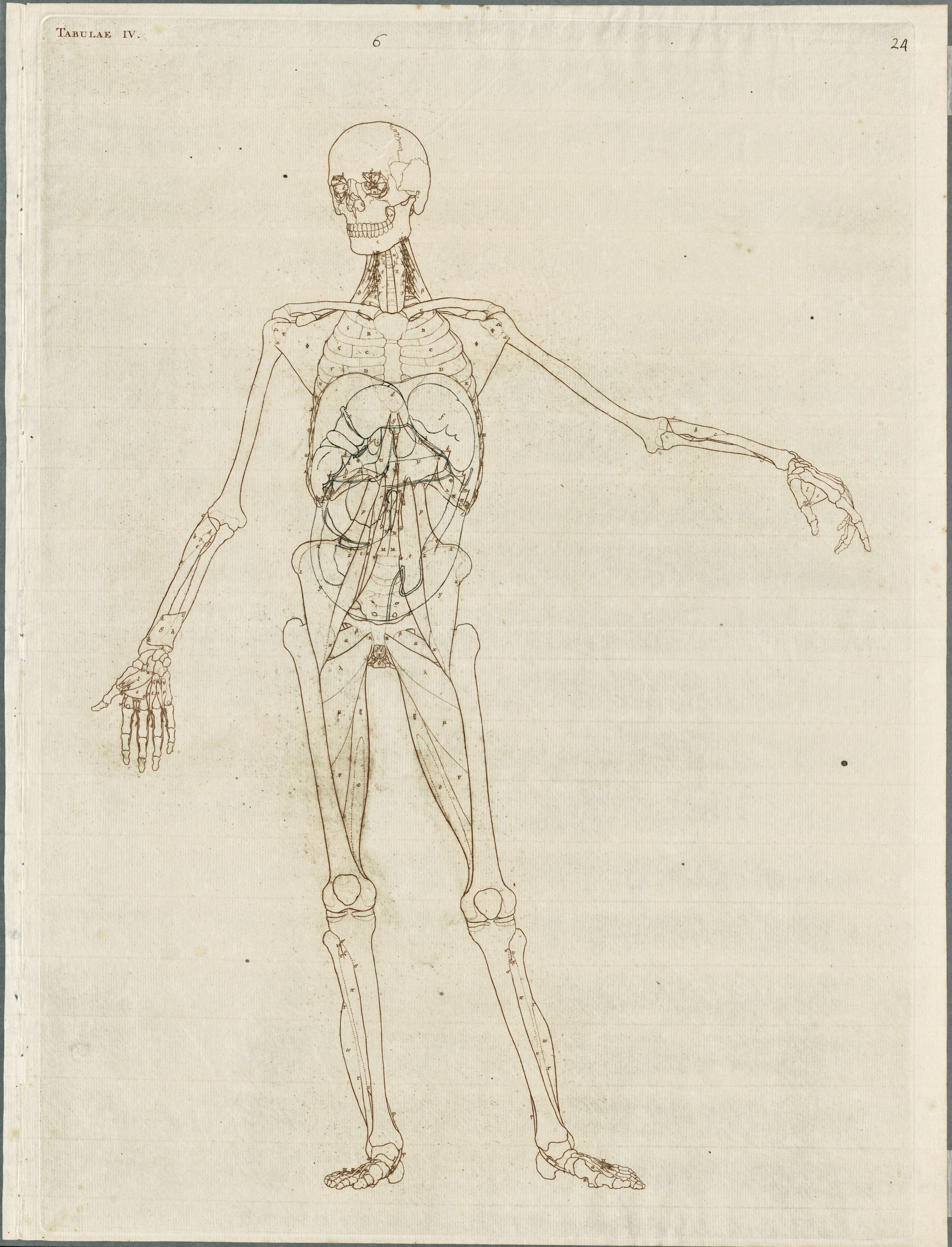 Primae delineationes Tabularum viscerum abdominis: intestines, organs (6)