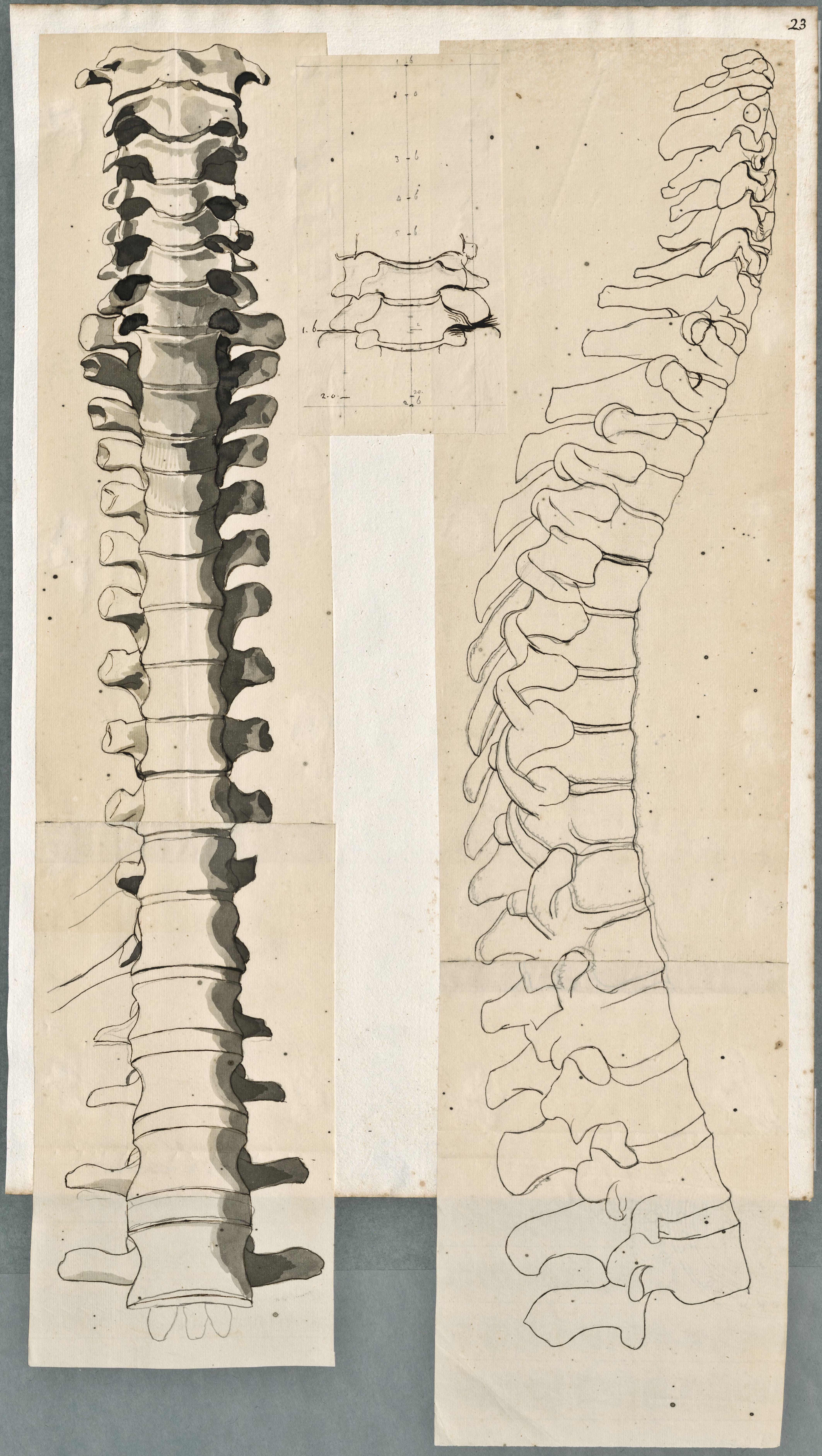 Anatomical drawings: bones of the spine, frontal and lateral view (lumbar vertebrae)