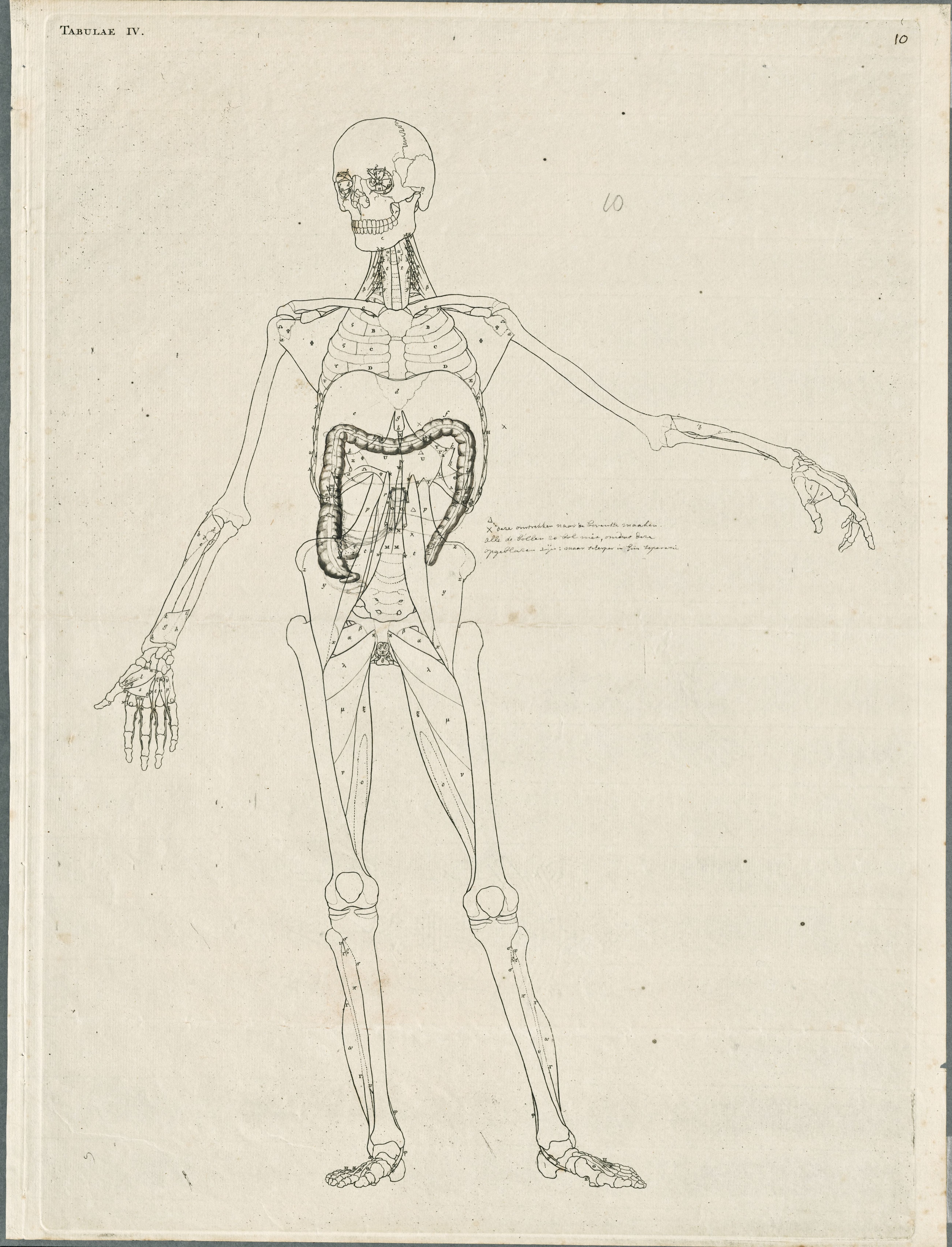 Primae delineationes Tabularum viscerum abdominis: intestines