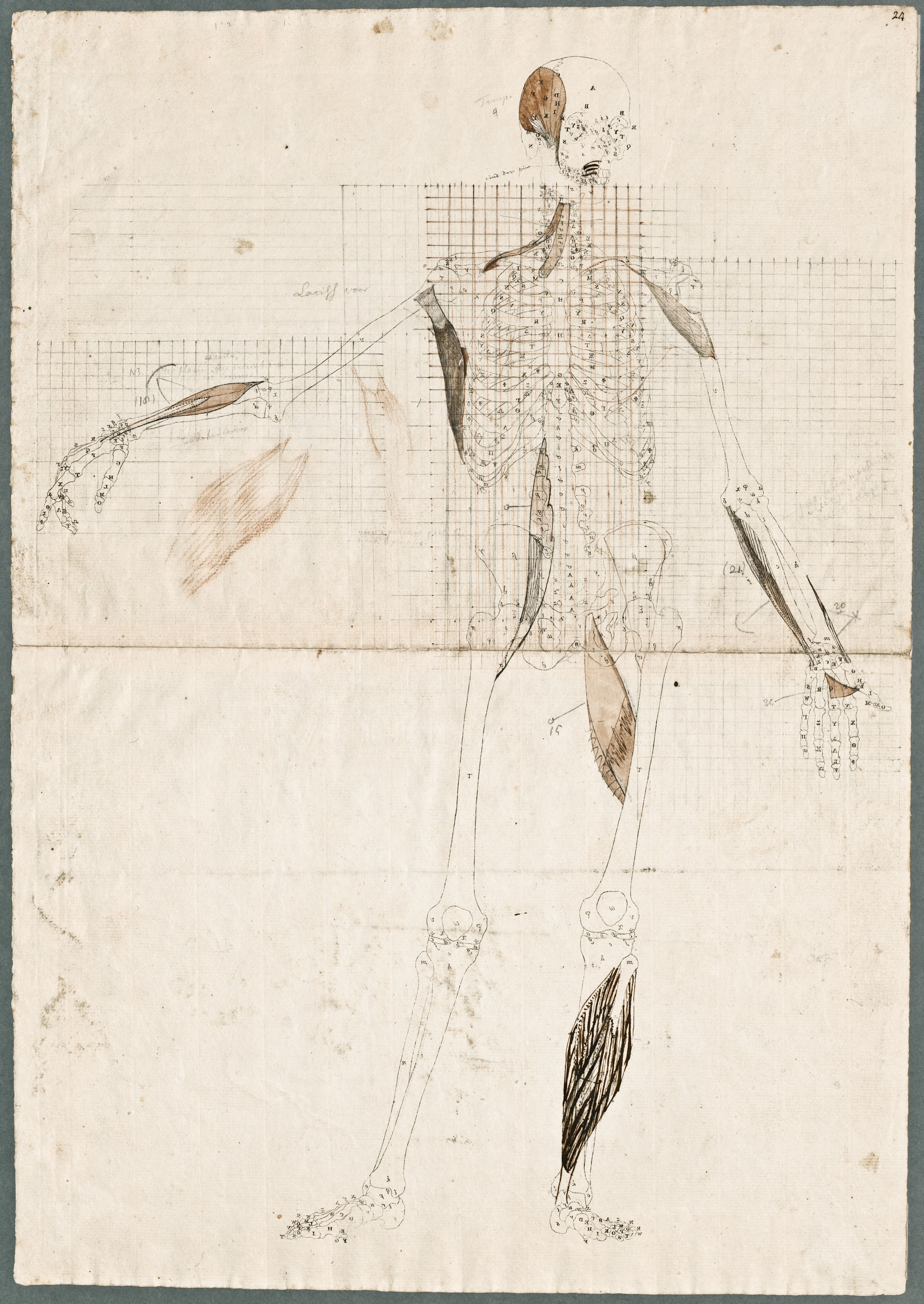 Primae delineationes Tabularum sceleti et musculorum corporis humani: human skeleton with some muscles added