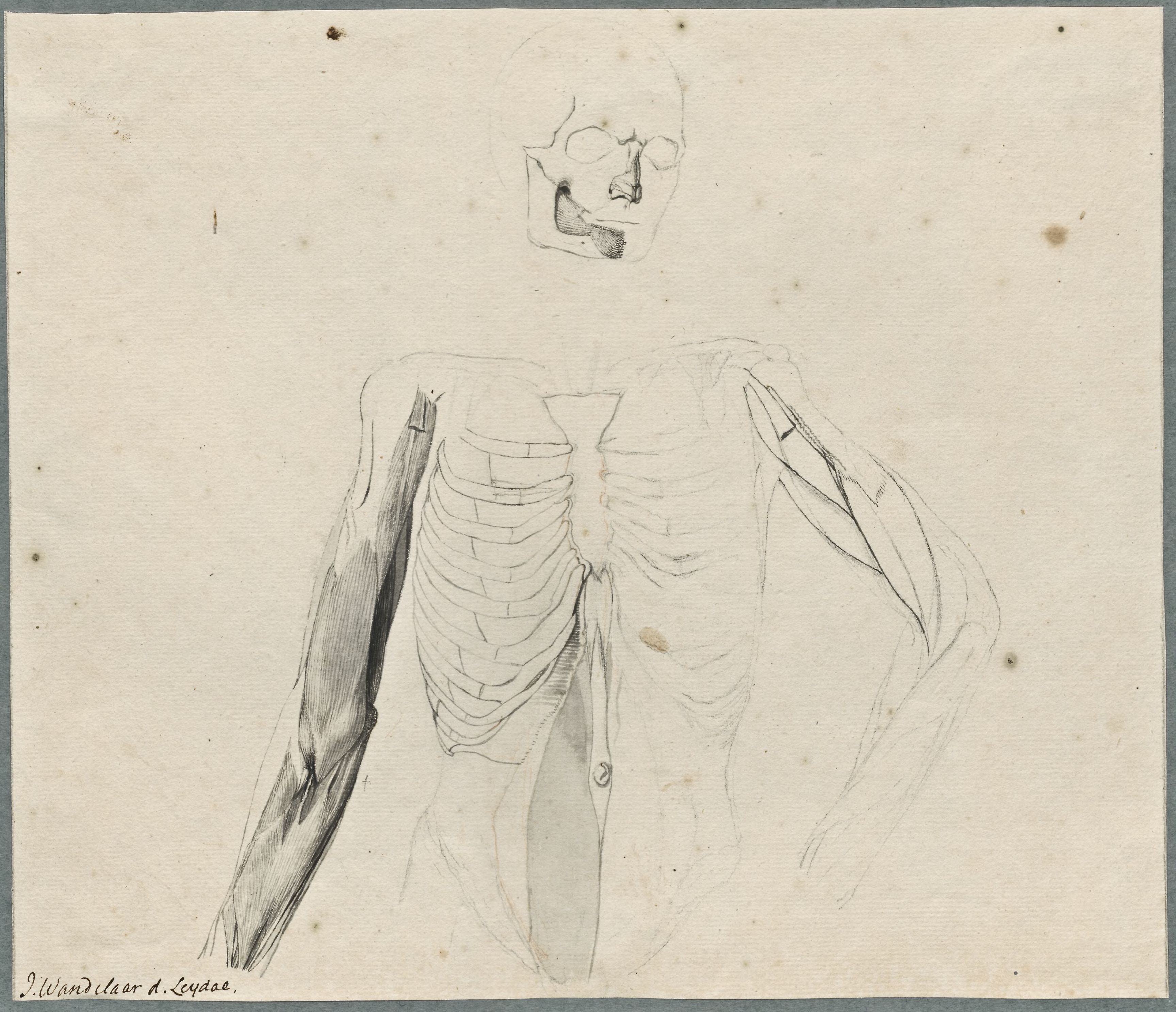 Anatomical drawings: muscles of the upper body