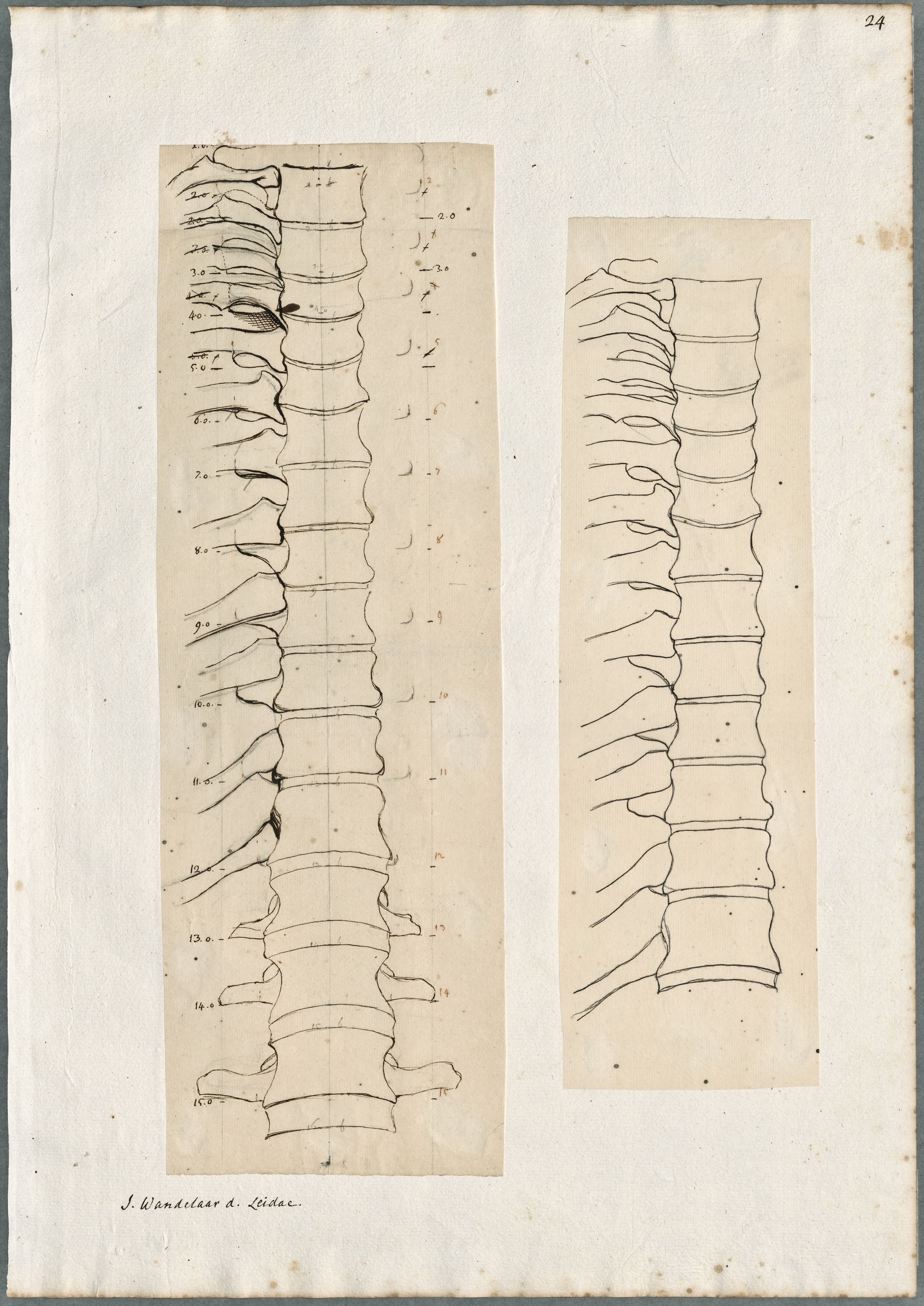 Anatomical drawings: bones of the spine, frontal view (lumbar vertebrae)