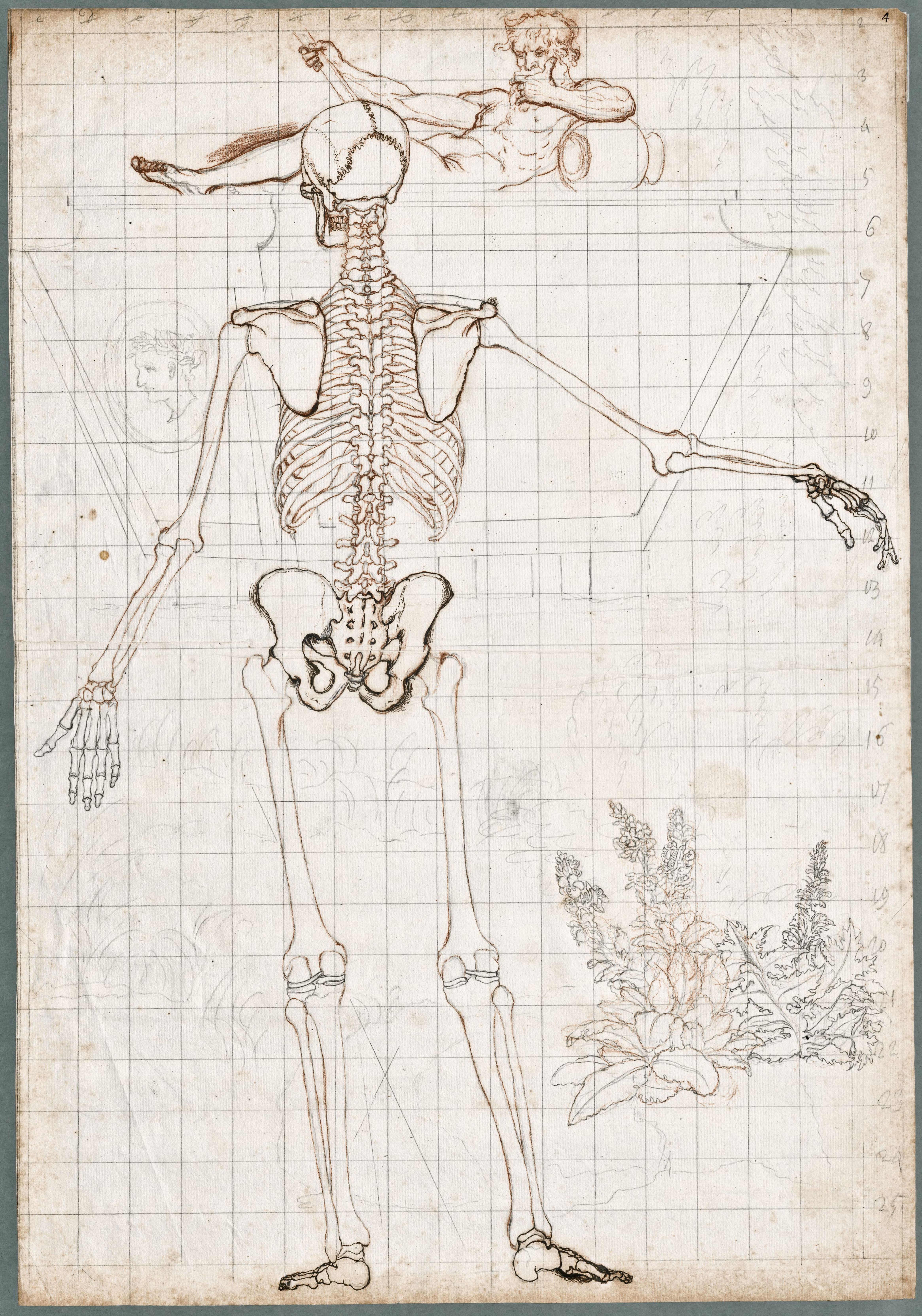 Primae delineationes Tabularum sceleti et musculorum corporis humani: dorsal view of the human skeleton