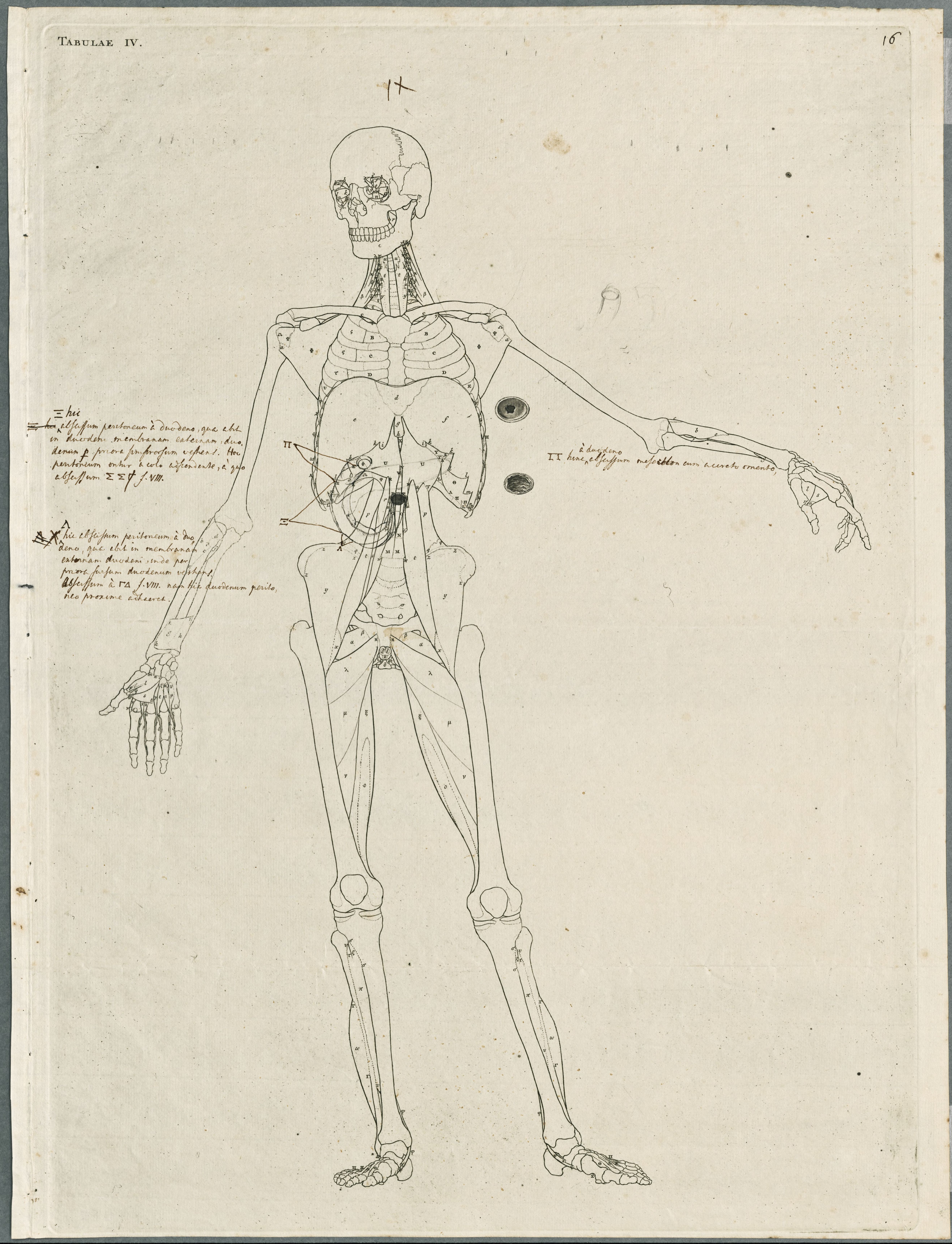 Primae delineationes Tabularum viscerum abdominis: intestines, peritoneum