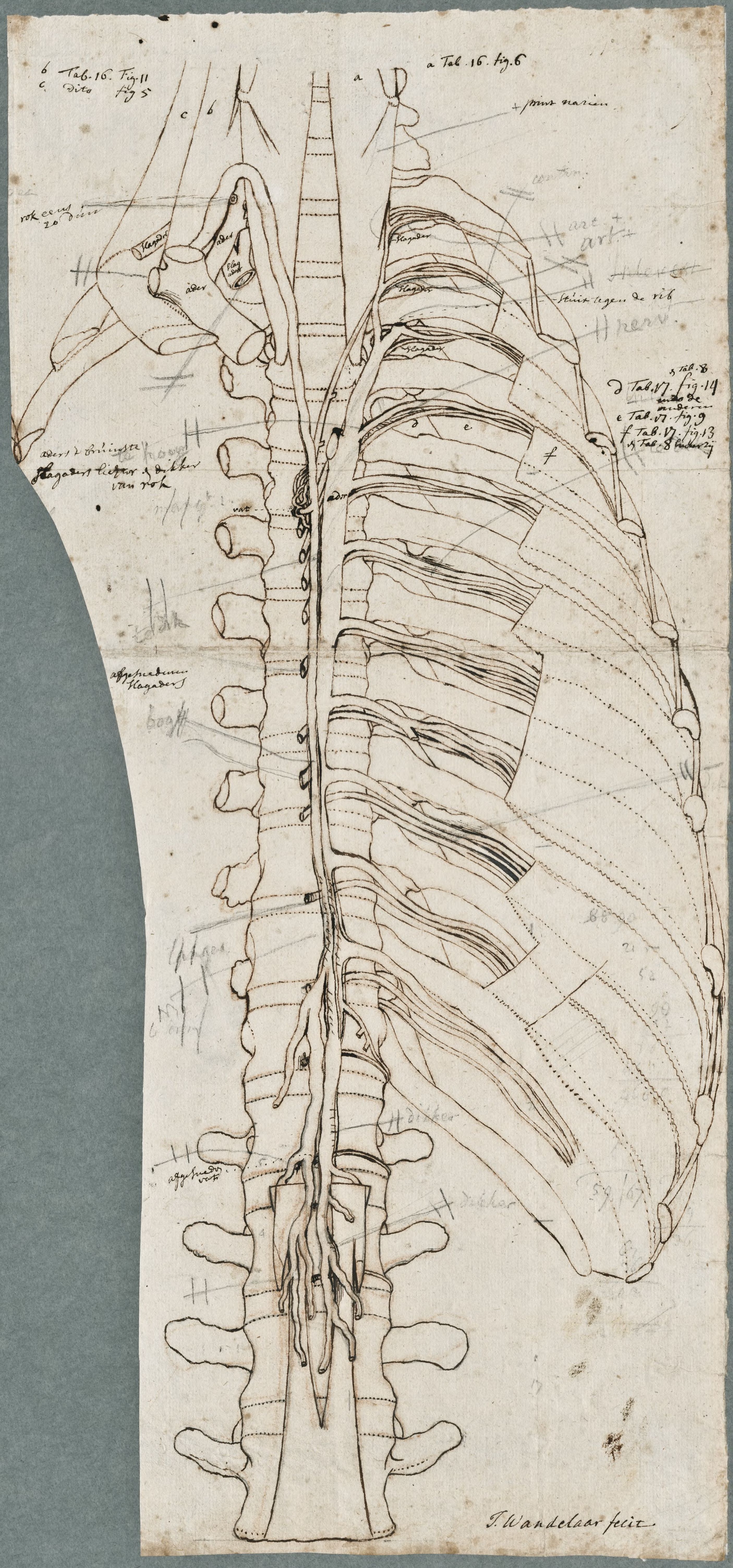 Anatomical drawings: tabula vasis chyliferi