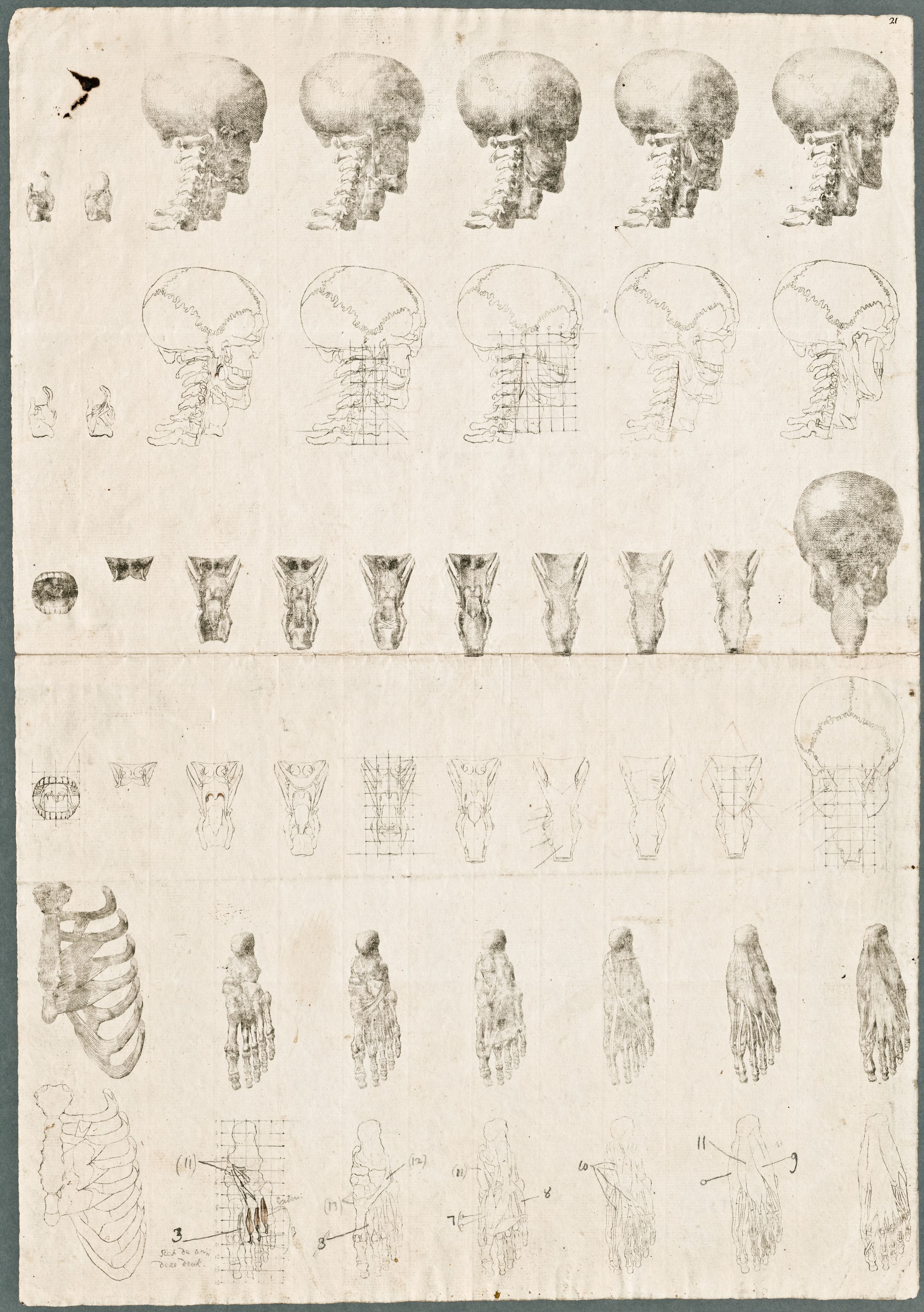 Primae delineationes Tabularum sceleti et musculorum corporis humani: muscles of the neck, throat, larynx and foot