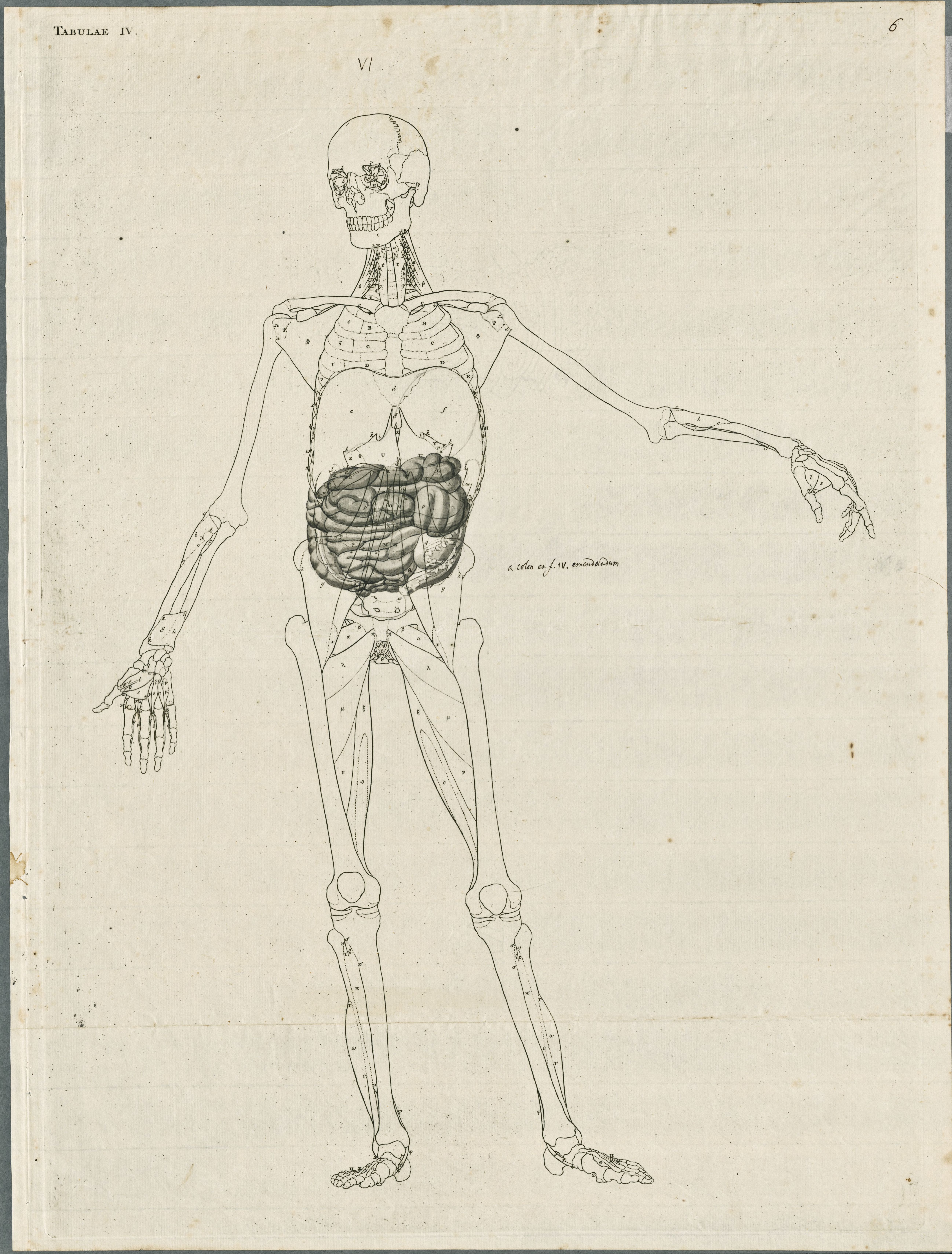 Primae delineationes Tabularum viscerum abdominis: intestines