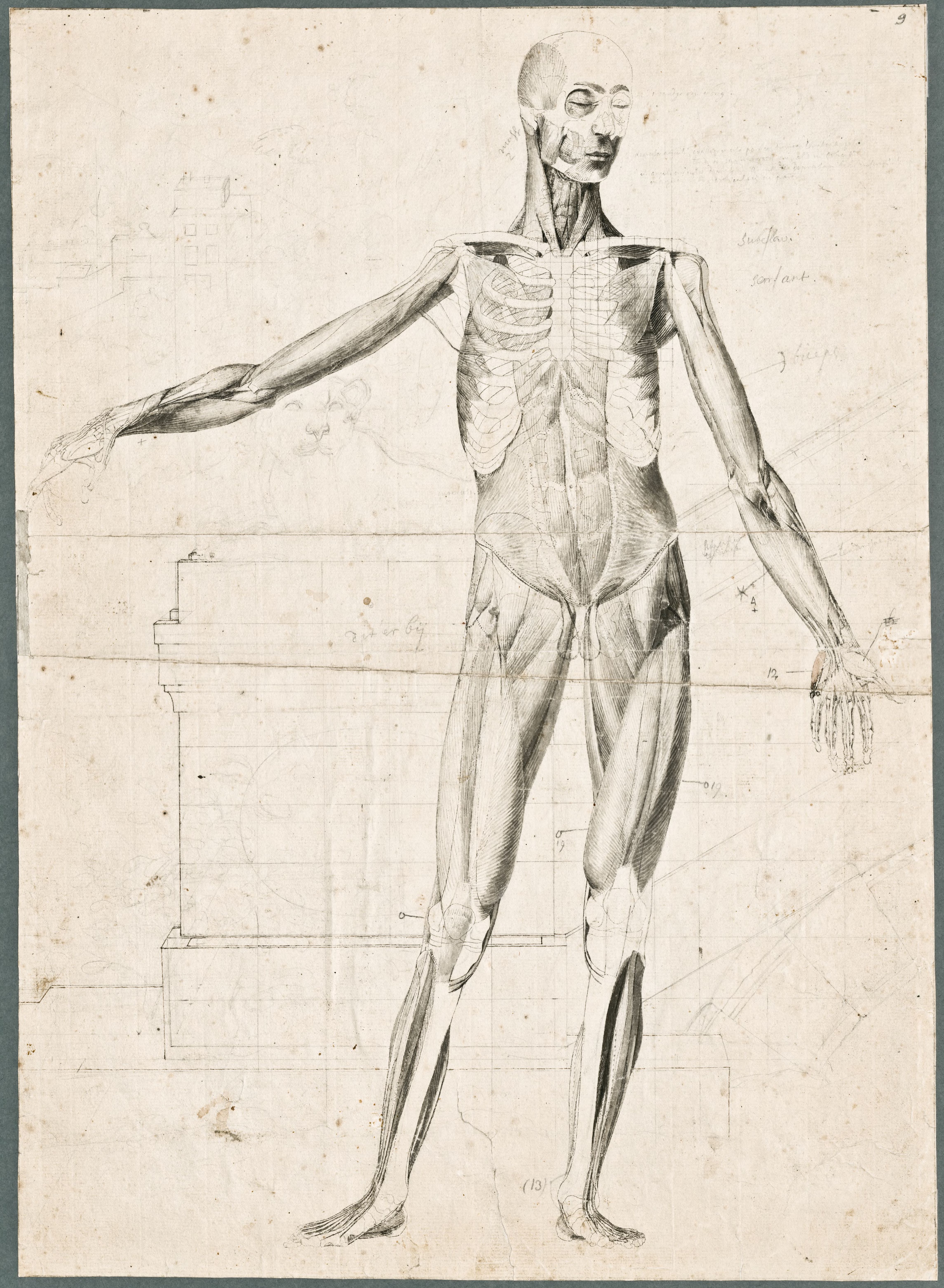 Primae delineationes Tabularum sceleti et musculorum corporis humani: the second layer of muscles, frontal view