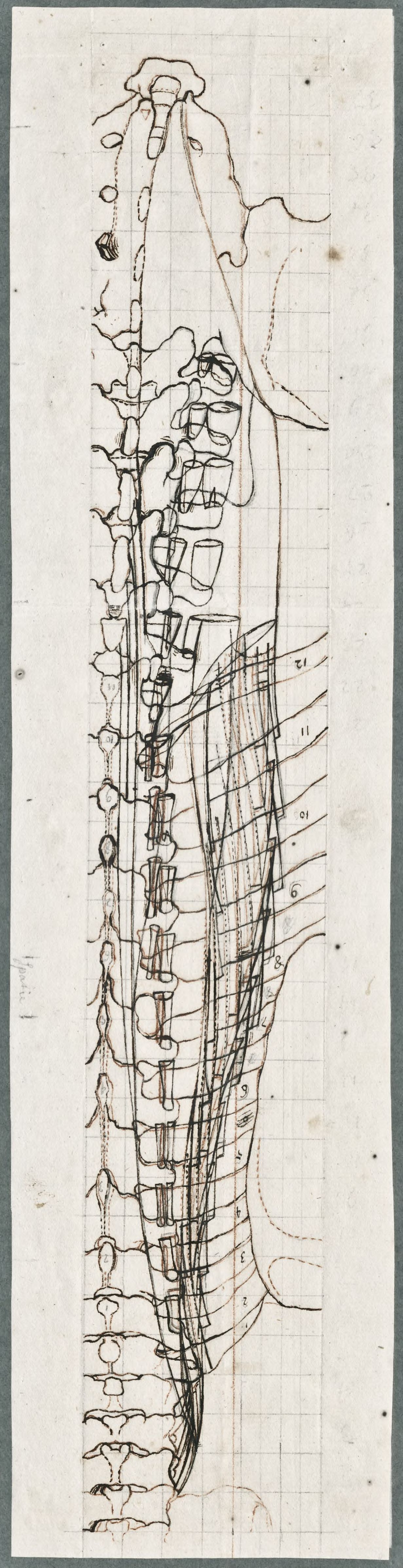 Anatomical drawings: bones of the spine