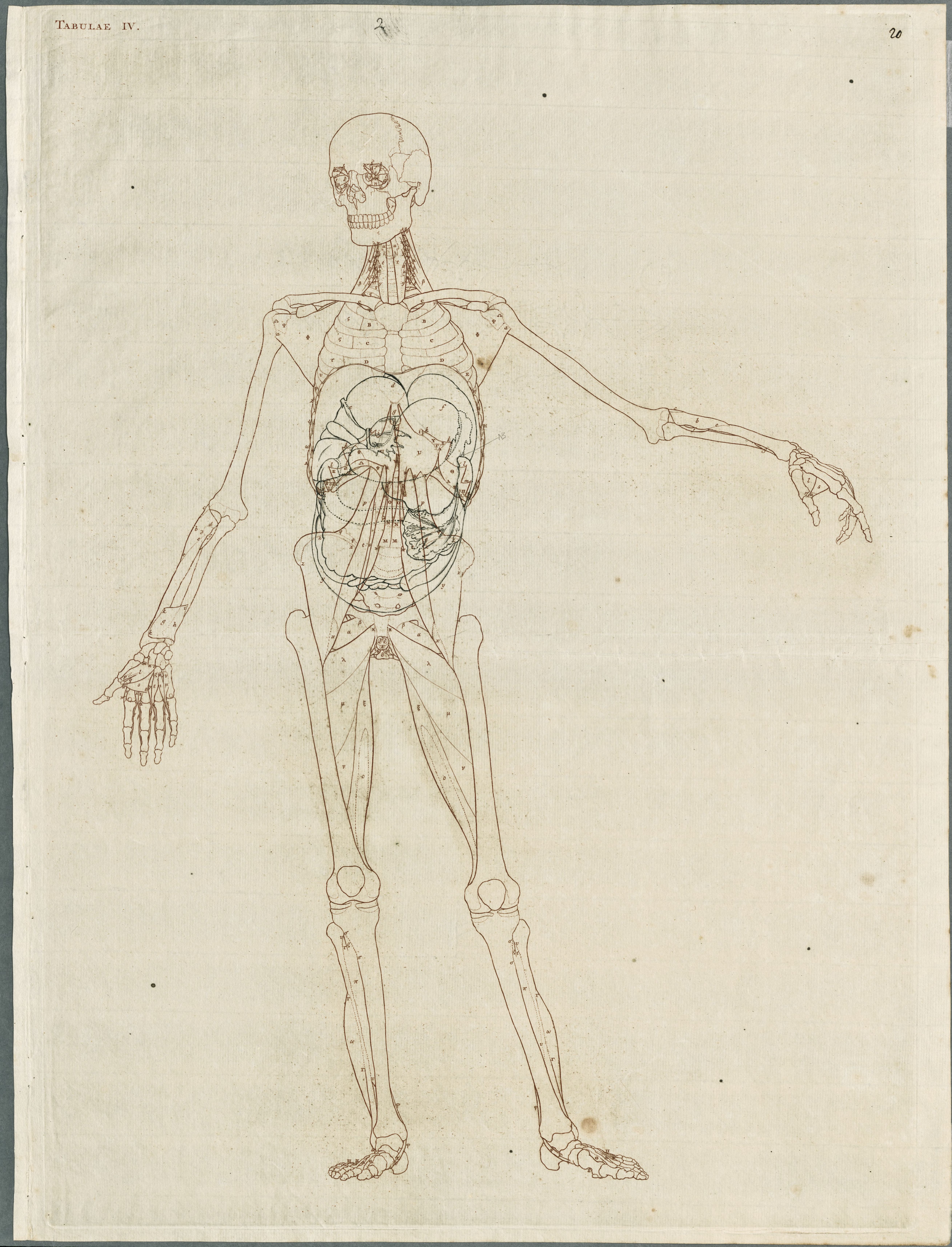Primae delineationes Tabularum viscerum abdominis: intestines, organs