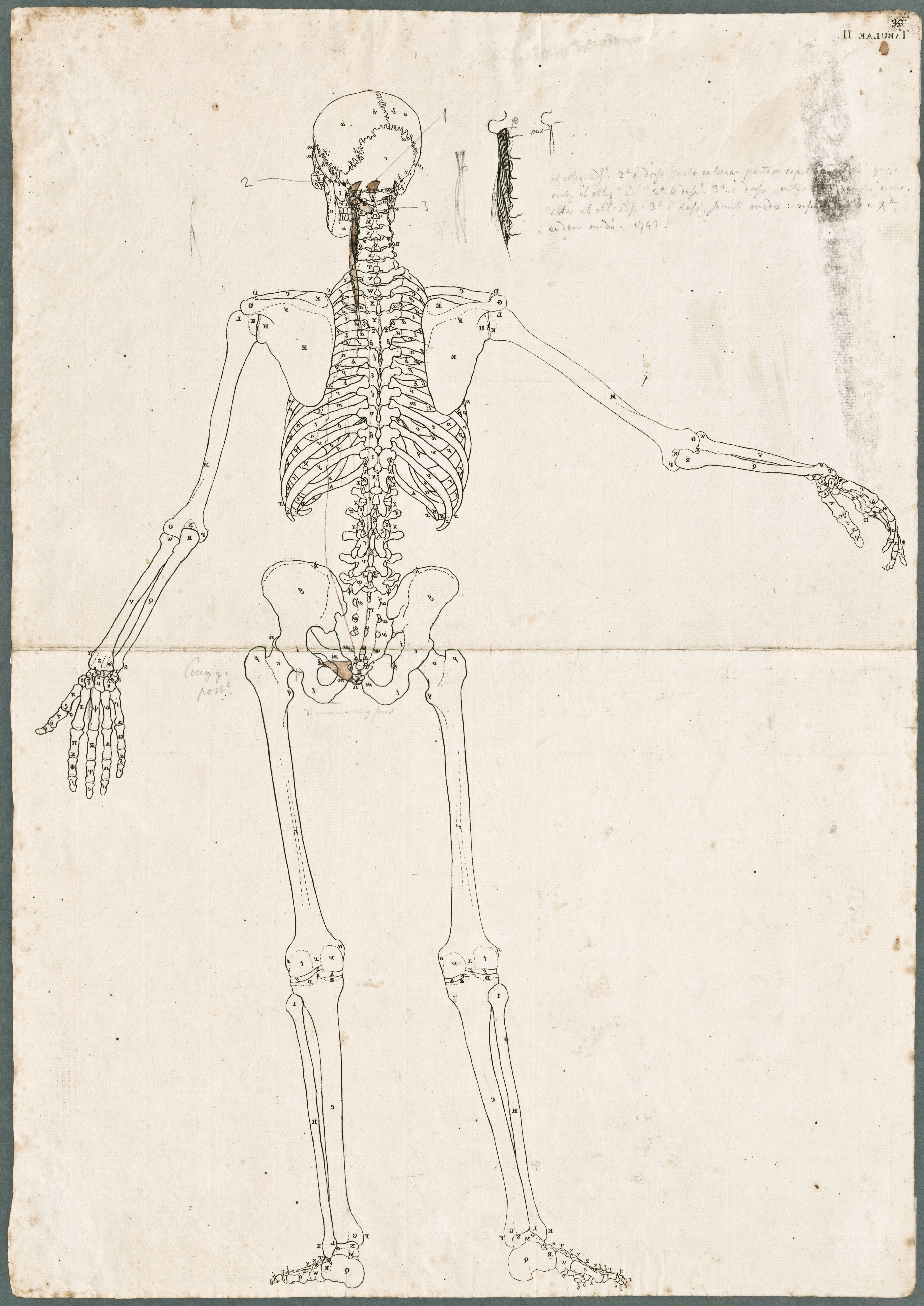 Primae delineationes Tabularum sceleti et musculorum corporis humani: human skeleton with added abdominal muscles of the neck and pelvis