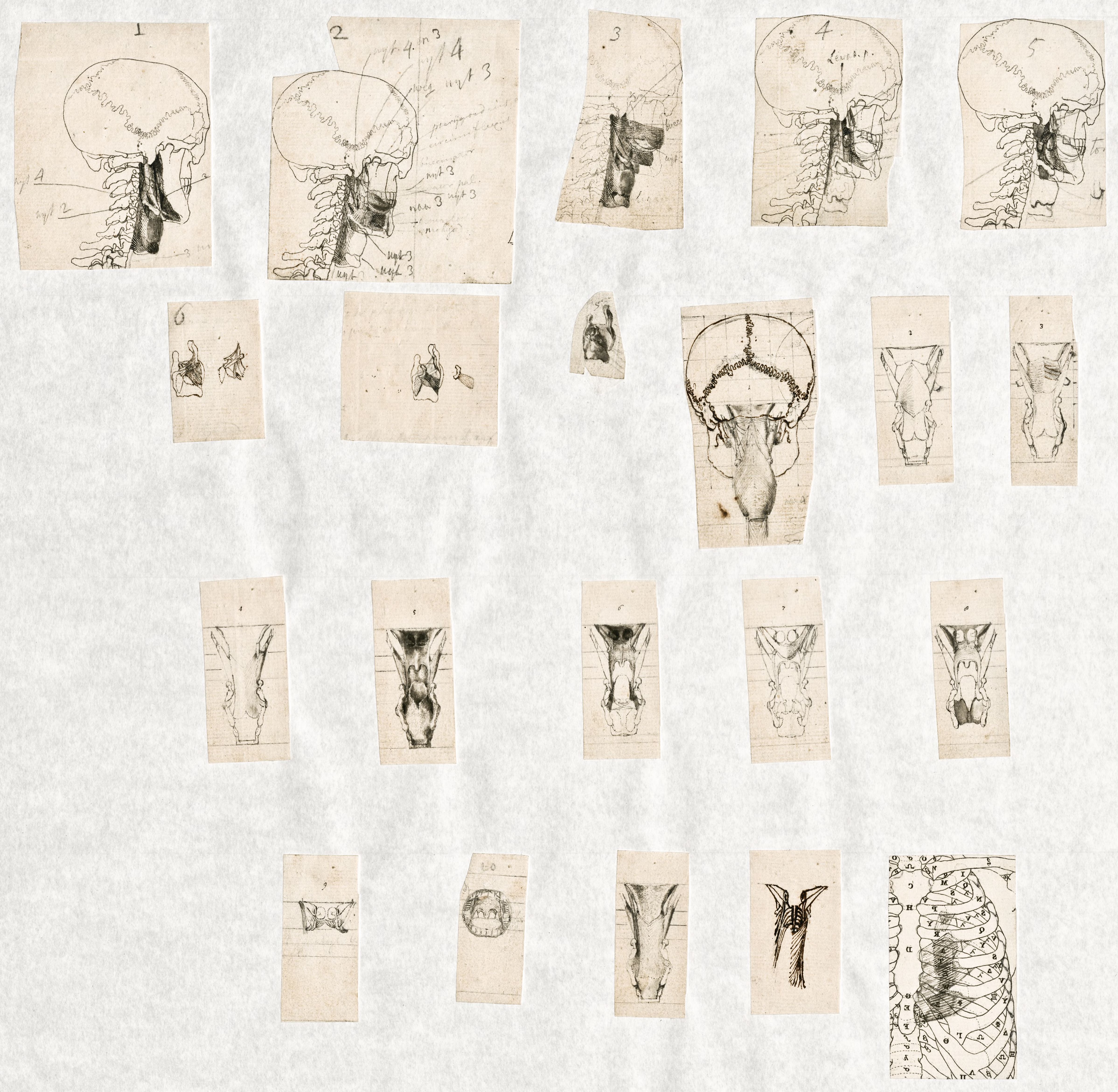 Primae delineationes Tabularum sceleti et musculorum corporis humani: muscles of the neck, throat and larynx
