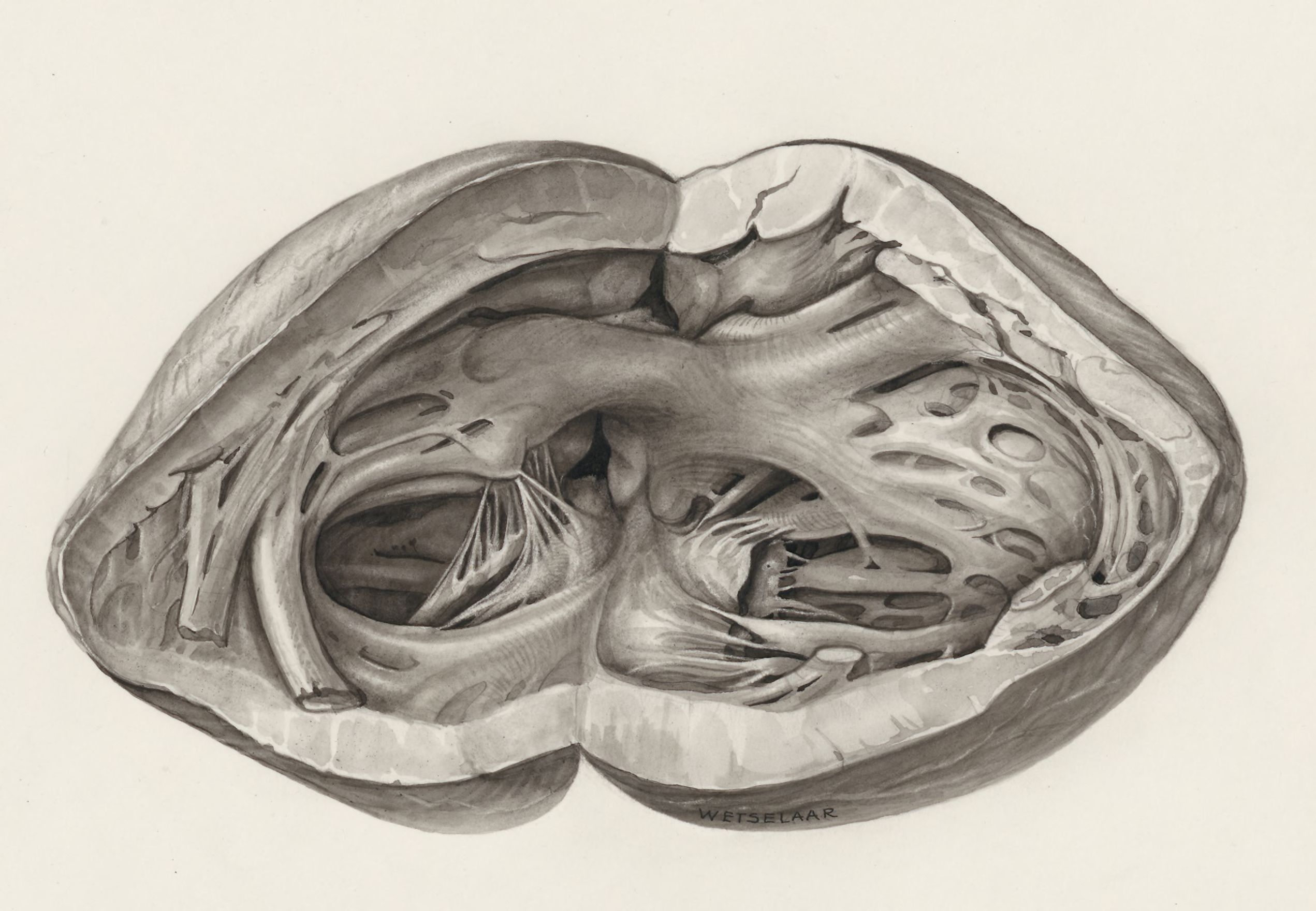 Interior of the heart