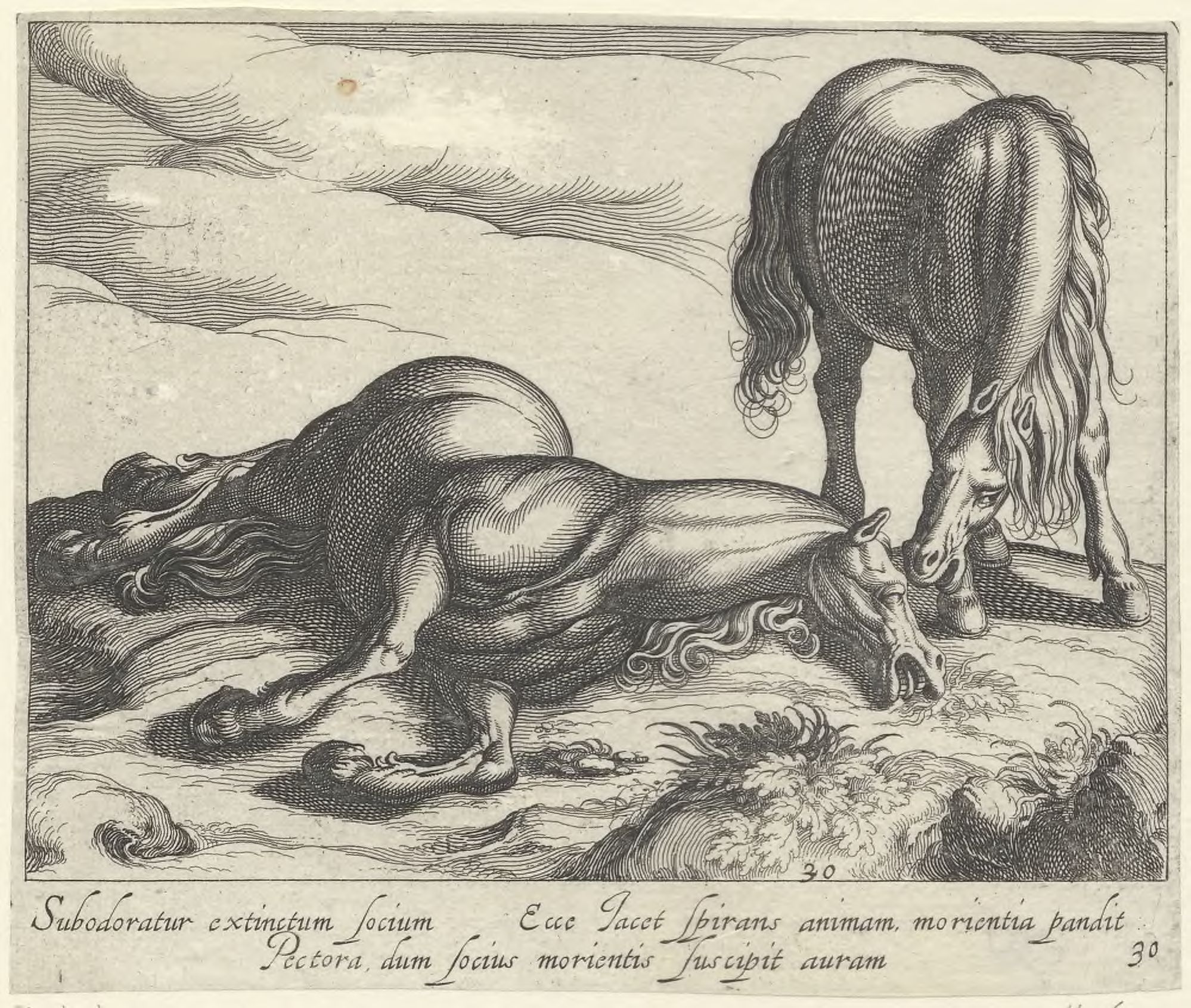 Horse breeds: Landscape with two horses of which one is dead