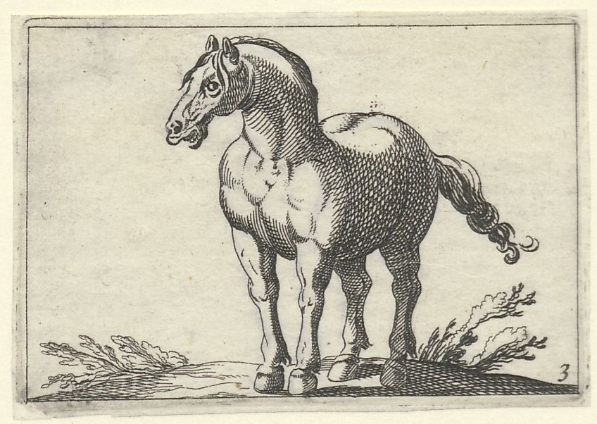 Horse breeds, small series: A standing horse, looking to the left