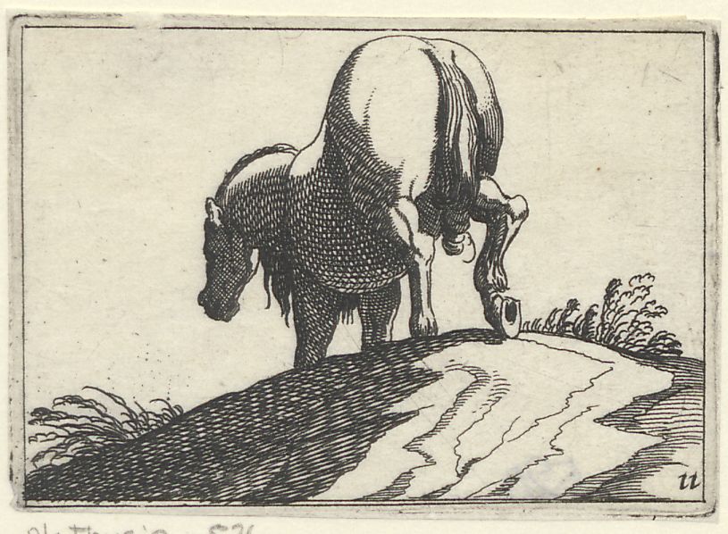 Horse breeds, small series: A horse seen from the back, walking down a hill