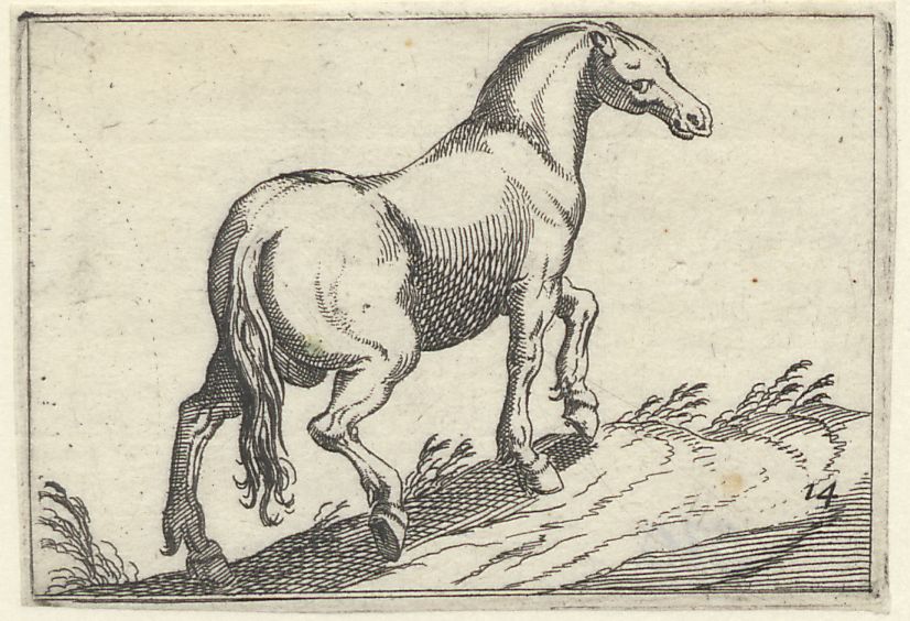 Horse breeds, small series: A horse walking uphill