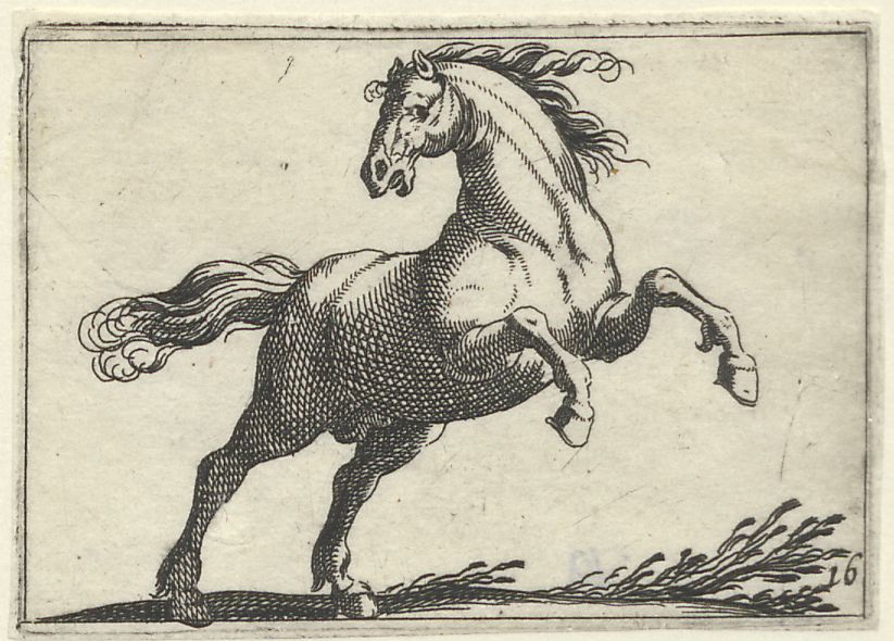 Horse breeds, small series: A rearing horse, seen from the front
