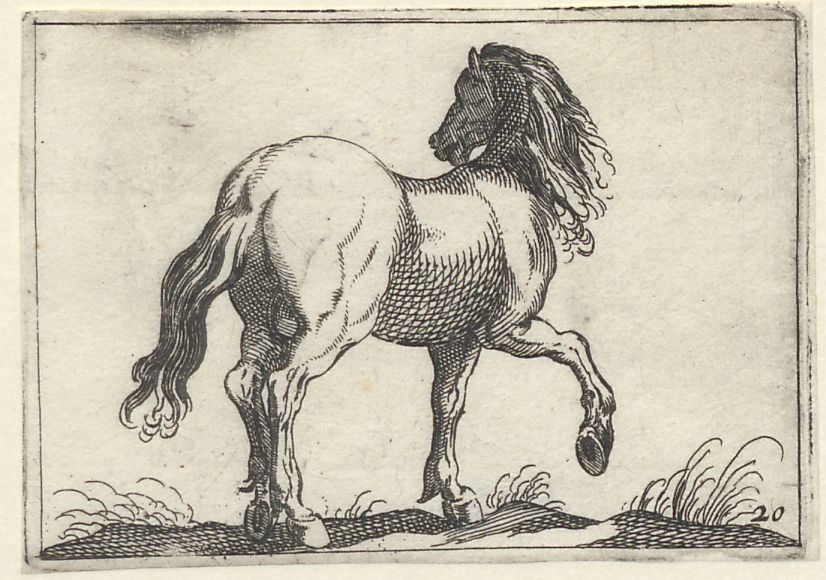 Horse breeds, small series: A standing horse, seen from behind