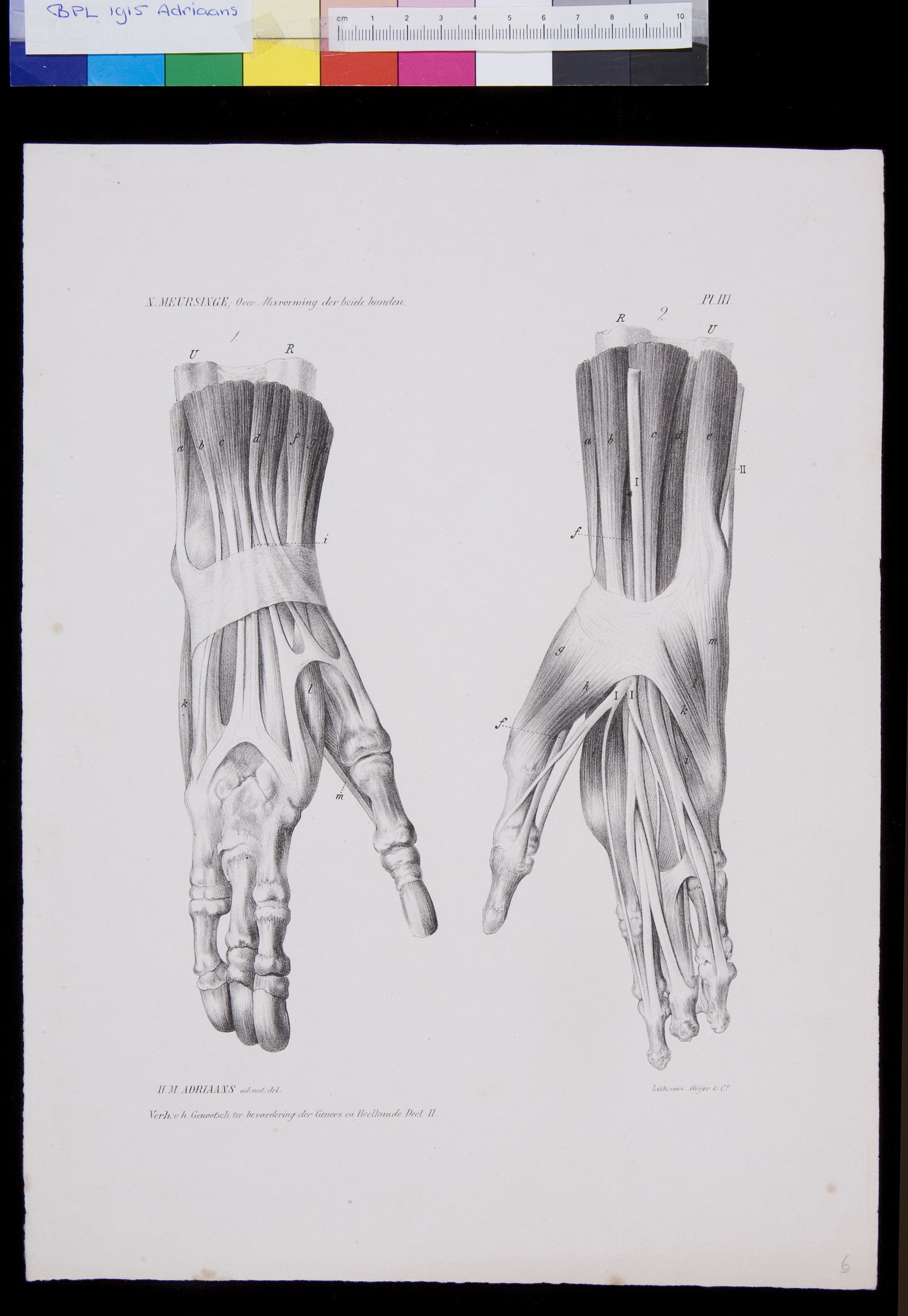 Muscles of the hands