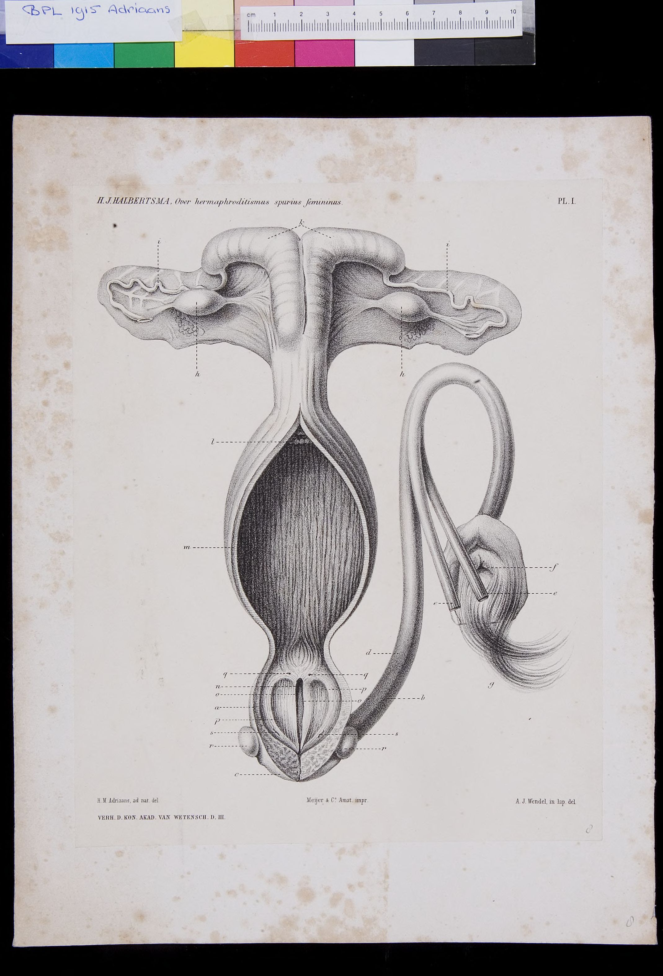 Hermaphrodite, genitals